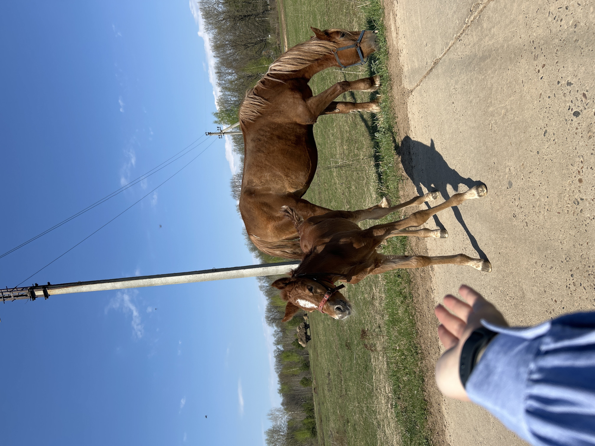 A medium shot depicts two brown horses, one appearing to be a mare and the other a foal, standing on a narrow concrete road alongside a grassy field. The foal wears a red halter, while the mare has a blue bridle. In the foreground to the right is a human hand, presumably reaching out to the horses. An electric pole is on the left, reaching into a clear blue sky with a few clouds. Trees are visible in the background. The image appears to be taken in the city of Noviy, Russia.