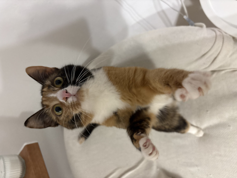 A calico cat is shown in a close-up, tilted view. Its fur is a mix of black, orange, and white. The cat's pink nose is prominent, and its paws are extended towards the viewer. The background is a soft, off-white surface, likely a cushioned seat or bed. A wooden surface is visible in the lower-left corner. The cat appears playful and engaging.