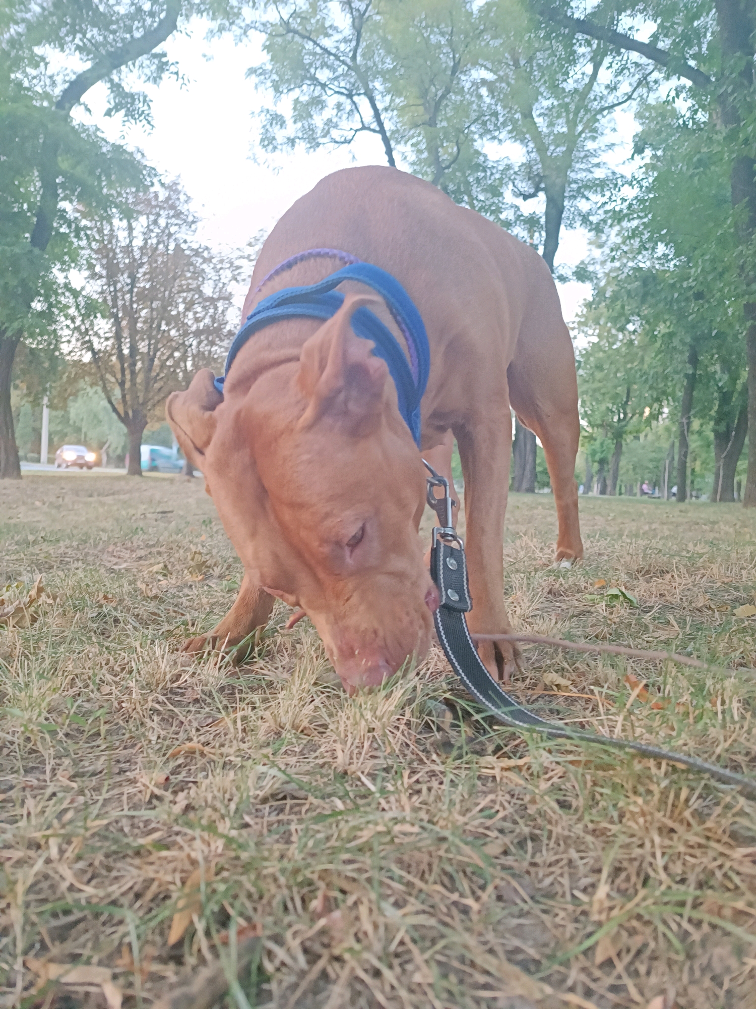 A tan pit bull with a blue and purple collar is sniffing the ground in a park in Zaporizhzhia, Ukraine. The dog is on a leash, which is black with reflective stripes. The park has a grassy area with dry leaves scattered on the ground, and several trees in the background. In the distance, a few cars are visible on a road, and faint outlines of people can be seen further down a park path. The sky is overcast, suggesting it is either early morning or late afternoon.