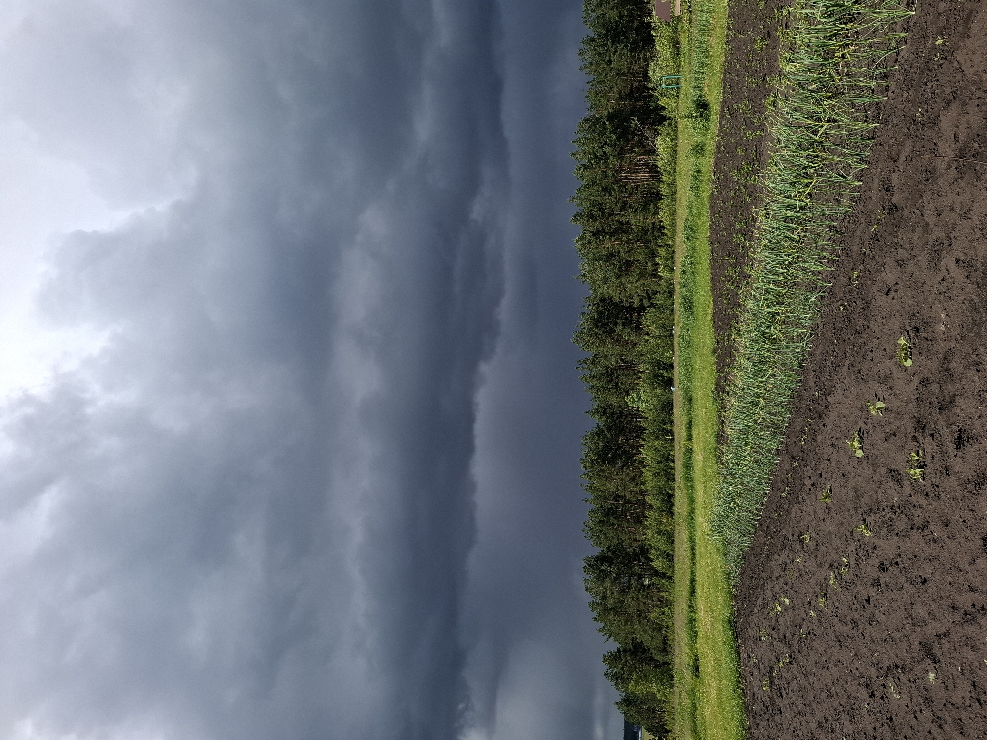 The image shows a field in Khlevnoye, Russia, adjacent to a treeline. The foreground features cultivated rows, possibly of onions or garlic, planted in dark soil. A strip of green grass separates the field from a dense line of pine trees. The sky above is dominated by heavy, dark storm clouds, indicating inclement weather. There are no visible people, animals, or structures, save for a small building/house just above the treeline. The focus of the scene is the impending storm over a rural landscape.