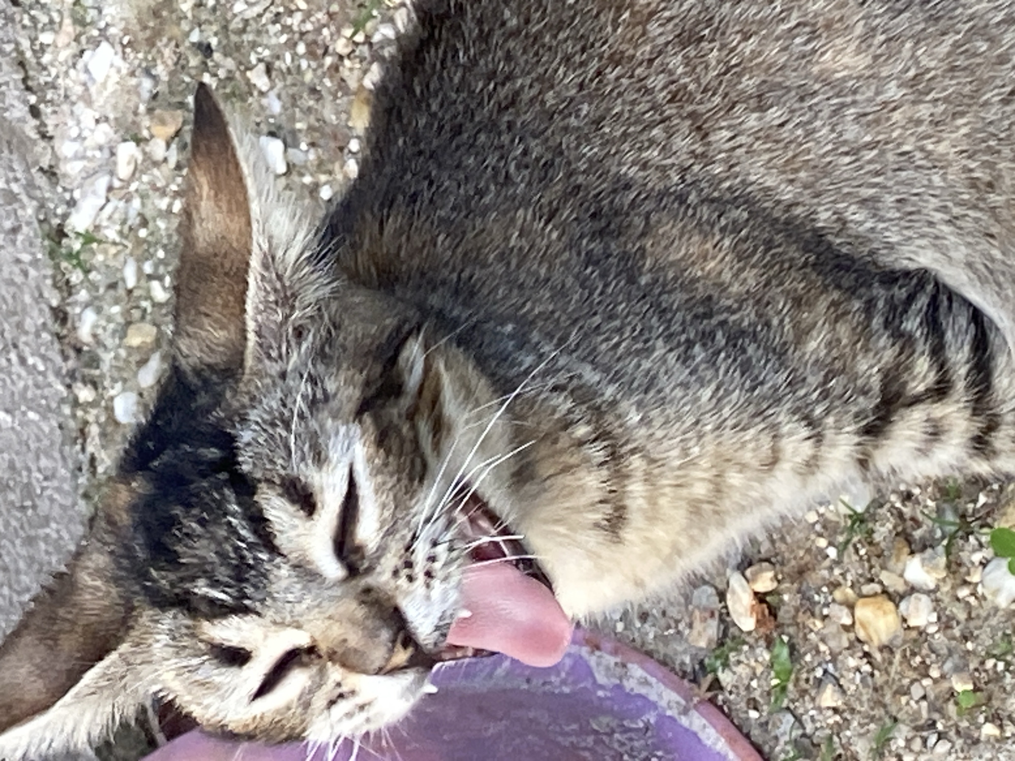 A tabby cat is captured in a close-up shot, with its mouth wide open in a yawn, revealing a pink tongue and a hint of its teeth. The cat's eyes are mostly closed, with narrow slits visible. Its fur is a mix of grey, black, and brown stripes. The cat appears to be resting on the ground, which is covered in gravel, small stones, and patches of sparse green vegetation. To the left of the cat, a portion of a purple object, possibly a planter or a bucket, is visible. The background consists of more gravel and a blurred, textured surface, likely concrete or pavement. The lighting suggests it is daytime, with the sun casting shadows. There are no people or other animals present in the frame. The image quality is somewhat grainy, indicating it was taken with a mobile device or a lower-resolution camera. The scene appears to be an outdoor setting within the city of Tinaquillo, Venezuela.