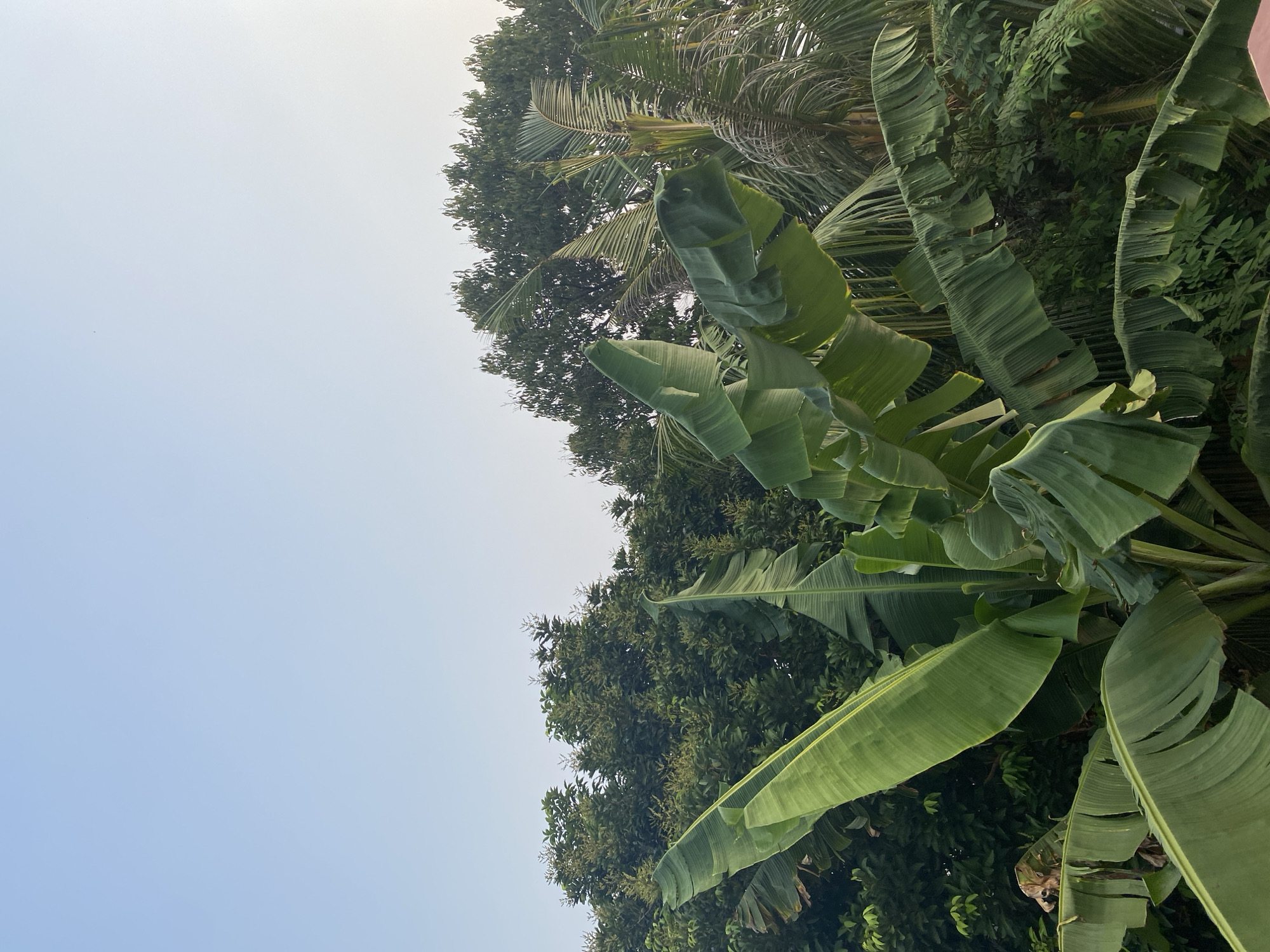 The image captures a serene natural scene under a clear, pale blue sky, suggesting an outdoor environment. The foreground is dominated by lush, large green banana leaves, some of which are tattered, indicating natural weathering. Behind the banana plants, a dense canopy of diverse trees fills the midground, with darker green foliage and some lighter green palm fronds. The overall impression is one of a tropical or subtropical location. Given the request to situate this image in Tangerang, Indonesia, the scene is consistent with the abundant vegetation and tropical climate characteristic of the region. No people or specific structures are visible, only the natural landscape.