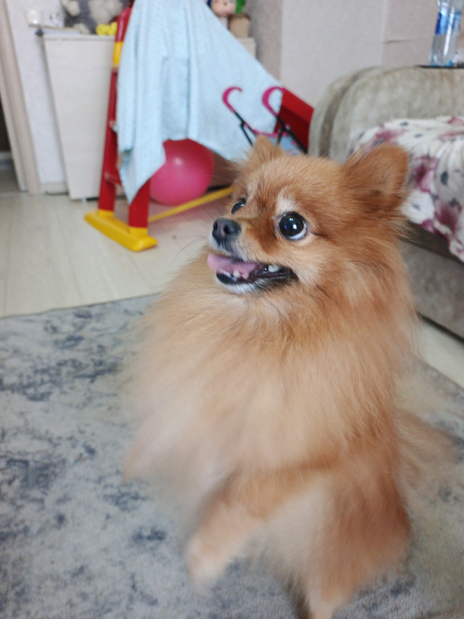 A Pomeranian dog with light brown fur is the main subject in the foreground of the image. The dog is looking towards the left side of the frame with its tongue slightly out and its mouth open, revealing teeth. Its eyes are dark and wide. The dog's fur is fluffy, and its body is blurred, suggesting movement.
The background is out of focus and appears to be an indoor domestic setting. To the left, there is a white cabinet with some items on top, including what looks like a stuffed animal and a bottle. Behind the dog, there is a red and yellow structure with a light blue cloth draped over it. A pink balloon is visible beneath the cloth. Further in the background, a couch with a patterned fabric is partially visible. The floor is covered with a grey and white patterned rug.
There is no specific indication of the city of Zlatoust, Russia, or any other geographical location within the image itself. The scene depicts a common indoor environment.