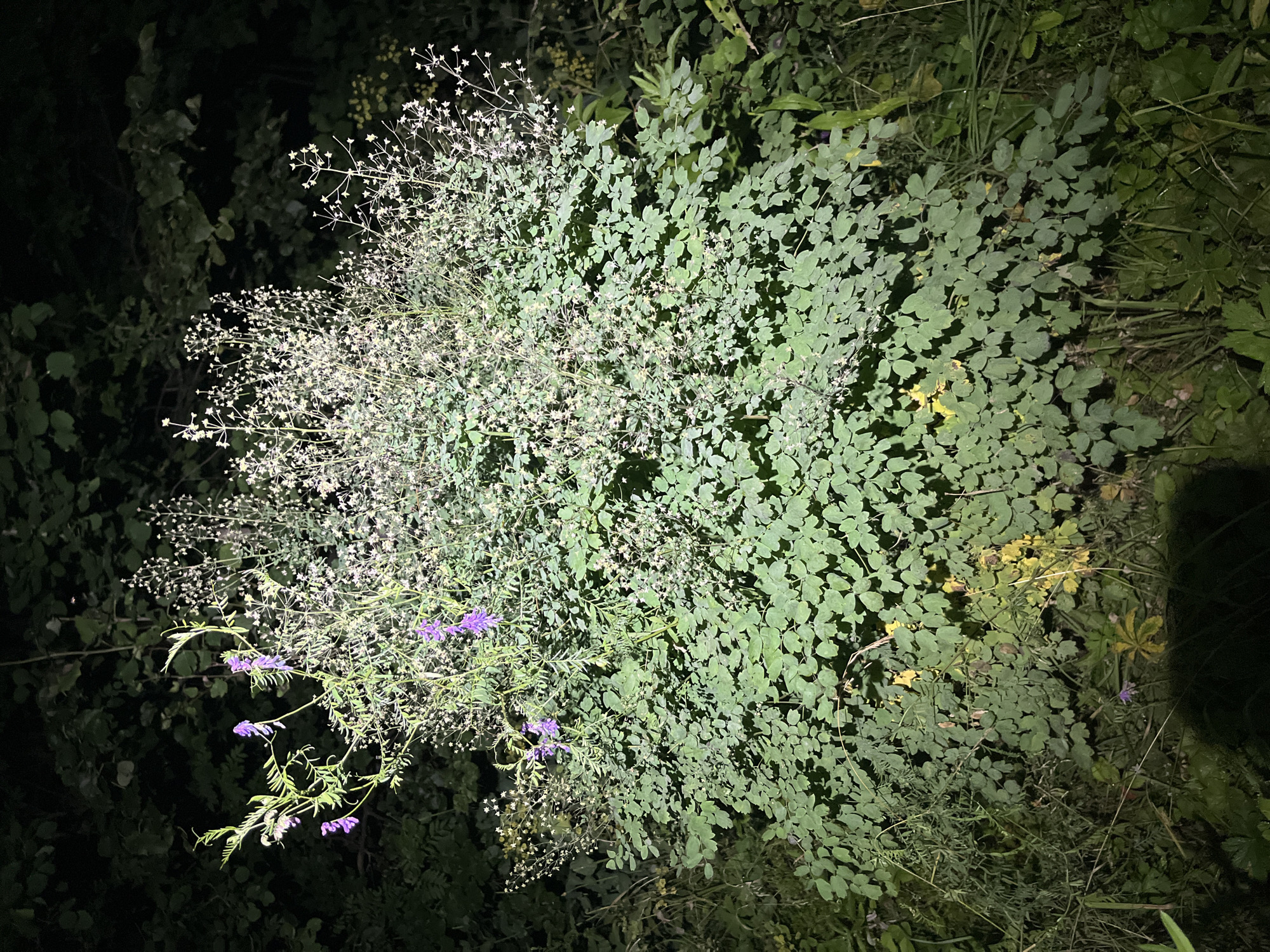 In the city of Il'metovo, Russia, a large, bushy plant with green, clover-like leaves and delicate white flowers is illuminated by artificial light at night. Several purple flowers are visible among the white blooms and green foliage. The plant is situated in an outdoor environment, surrounded by darker foliage and vegetation, suggesting a natural setting like a park or garden. The ground around the plant is covered in grass and other greenery.