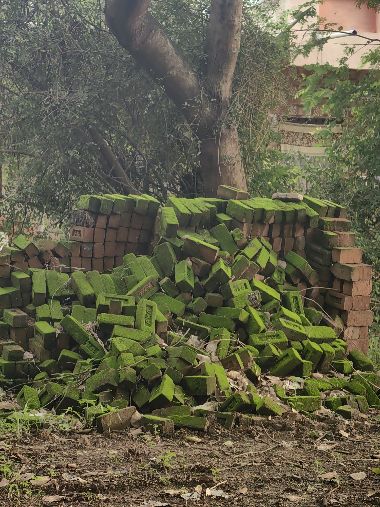 The image depicts a pile of moss-covered bricks in Mhaiswadi, India. The bricks are stacked haphazardly, with some lying on top of others. The moss gives the bricks a vibrant green hue, contrasting with their earthy red color. In the background, a large tree trunk and dense foliage suggest an outdoor, possibly overgrown, setting. The ground is covered in dirt and fallen leaves, indicating a natural environment. The scene appears to be abandoned or neglected, with the natural elements taking over the man-made objects.