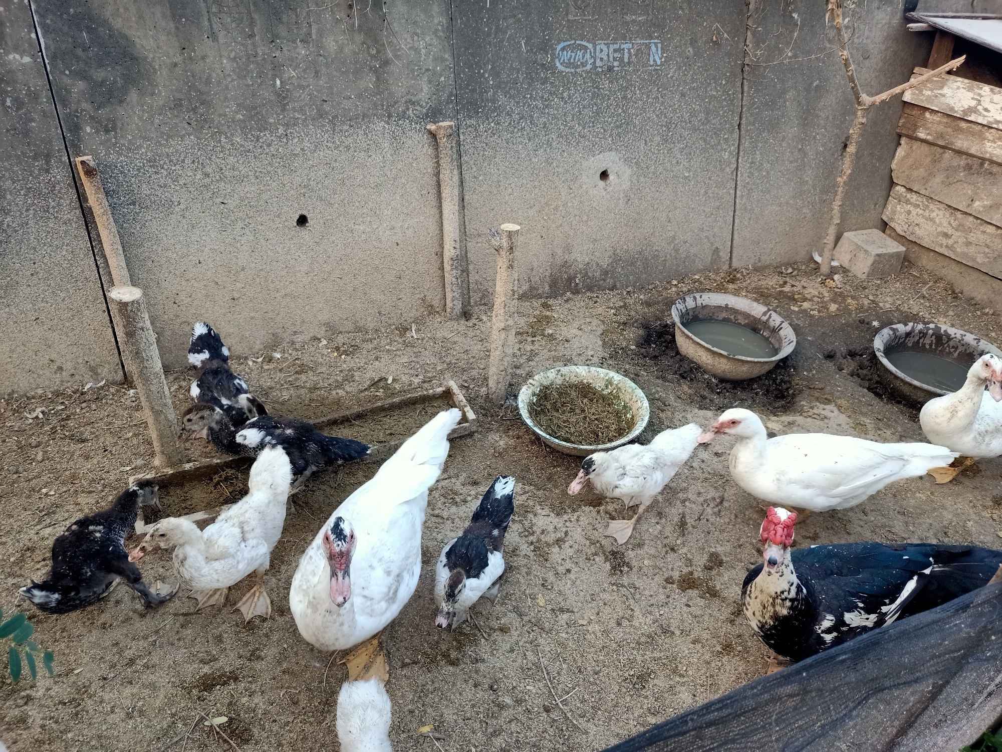 In Kendung, Indonesia, a group of ducks are gathered in an outdoor enclosure. The enclosure features a rough concrete wall, partially covered in dust and debris, with two wooden posts embedded in the ground. Scattered around the dirt floor are several shallow water bowls, one containing what appears to be dry grass or feed. Ducks of various ages and plumage are present. There are several white ducks, some with prominent red facial caruncles, and at least two black and white patterned ducks. Some of the ducks appear to be juveniles, while others are larger adults. One large white duck is positioned centrally in the foreground, facing the camera. To its right, a black and white duck is lying down. In the background, more ducks are visible, including some black and white ducklings. The overall environment is rustic and appears to be a domestic setting for raising poultry.