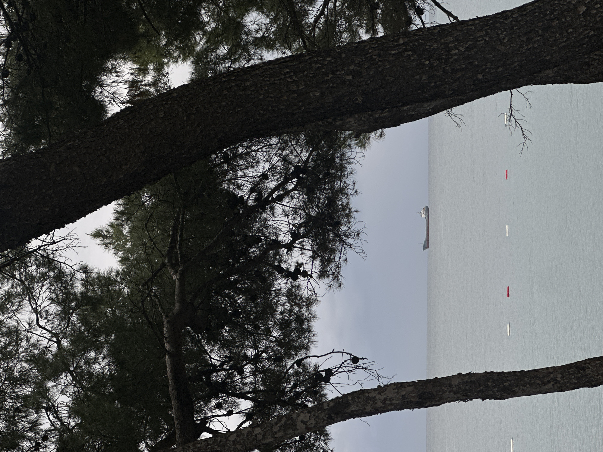 The image shows a view of the Adriatic Sea from within a pine forest, likely in Šušanj, Montenegro. Two large tree trunks dominate the foreground, obscuring parts of the open water. A cargo ship is visible on the horizon. A series of white and red buoys are placed in the sea. The sky appears overcast, creating a flat light across the scene.