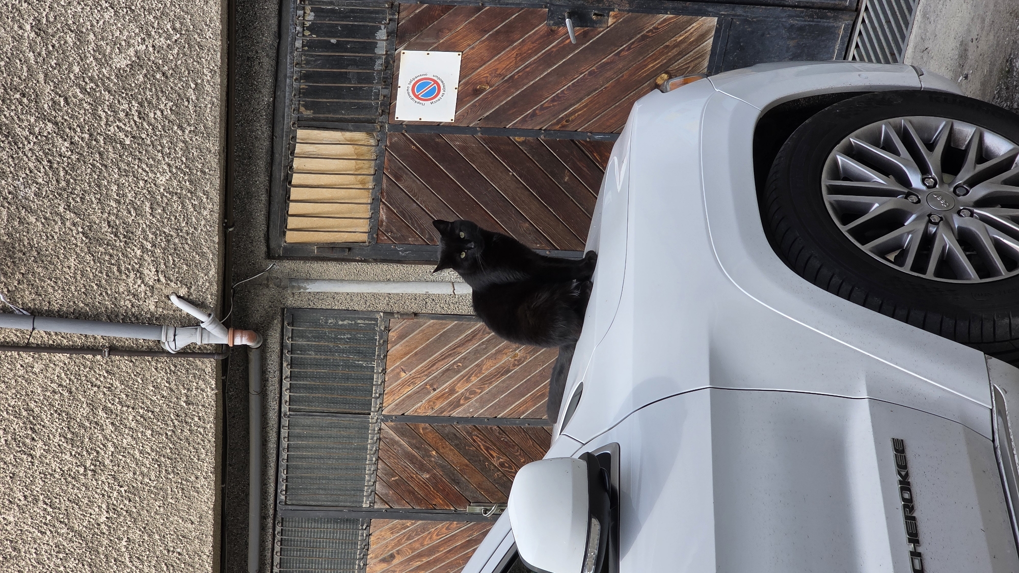 A black cat sits on the hood of a white Jeep Cherokee, parked in front of a wooden door with a "No Parking" sign. The door is attached to a building with a textured gray wall and exposed pipes. The car's front wheel is visible. The scene is likely in Blagoevgrad, Bulgaria, based on the sign's language.