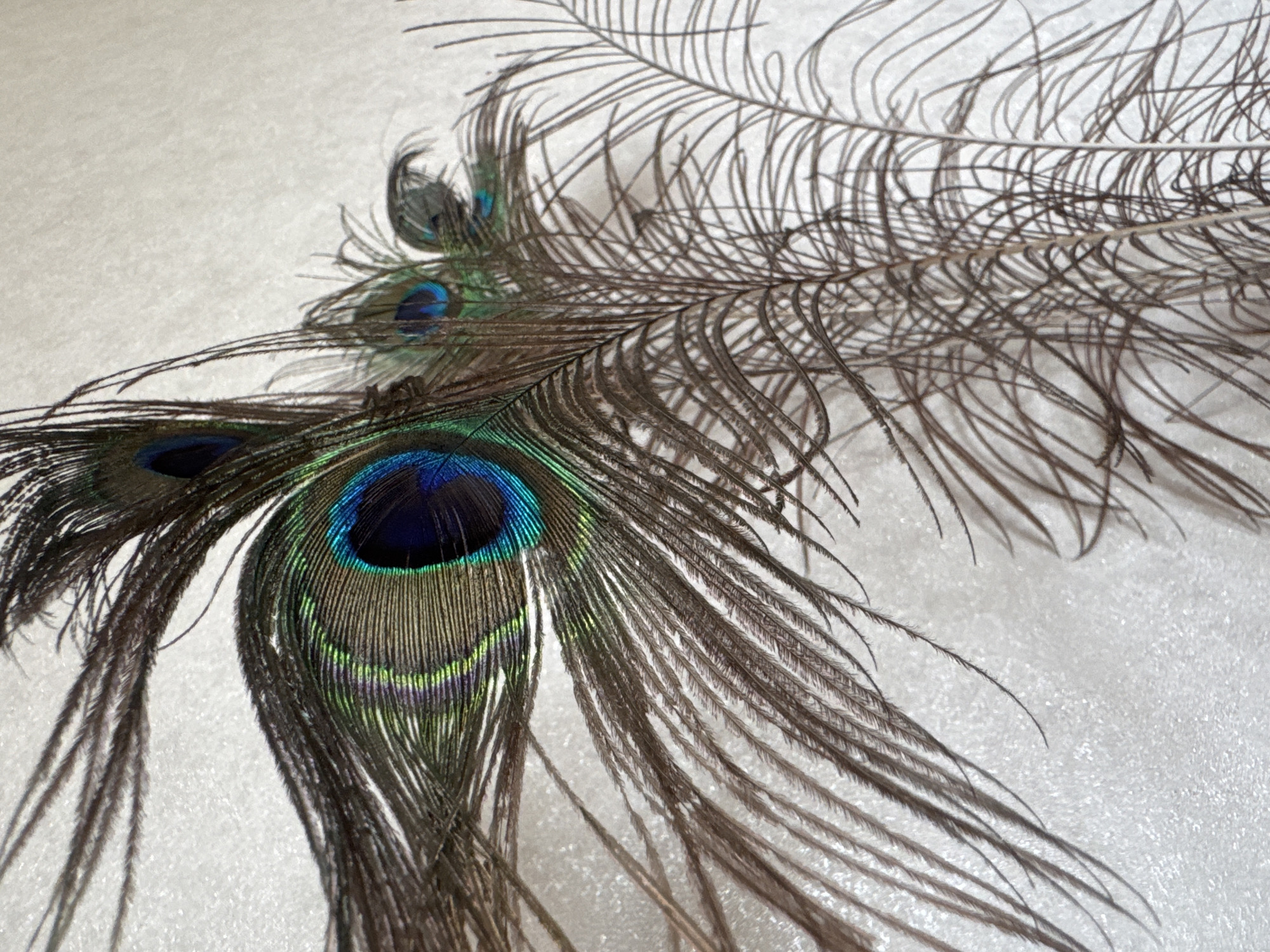 The image displays a close-up, eye-level, and angled view of several peacock feathers against a textured, light-colored background. The feathers are arranged in a layered composition. The largest and most prominent feather is on the left side of the frame, featuring a distinct iridescent eye-spot with concentric rings of deep blue, teal, and green. The barbs of this feather are dark brown and feathery, with some finer, wispy filaments extending outwards. To the right and slightly behind this main feather, other peacock feathers are visible. Some have smaller, less defined eye-spots, also exhibiting blues and greens. Further to the right, the image transitions to show the delicate, almost thread-like barbs of what appear to be the tail feathers of a peacock, forming a diffuse, fan-like pattern that extends towards the bottom and right edges of the frame. The lighting appears to be natural or soft artificial light, casting subtle shadows that add depth to the scene. The background's texture suggests a wall or fabric with a subtle grain or pattern. There are no people or animals present in the image. The location is Unknown, Unknown.
