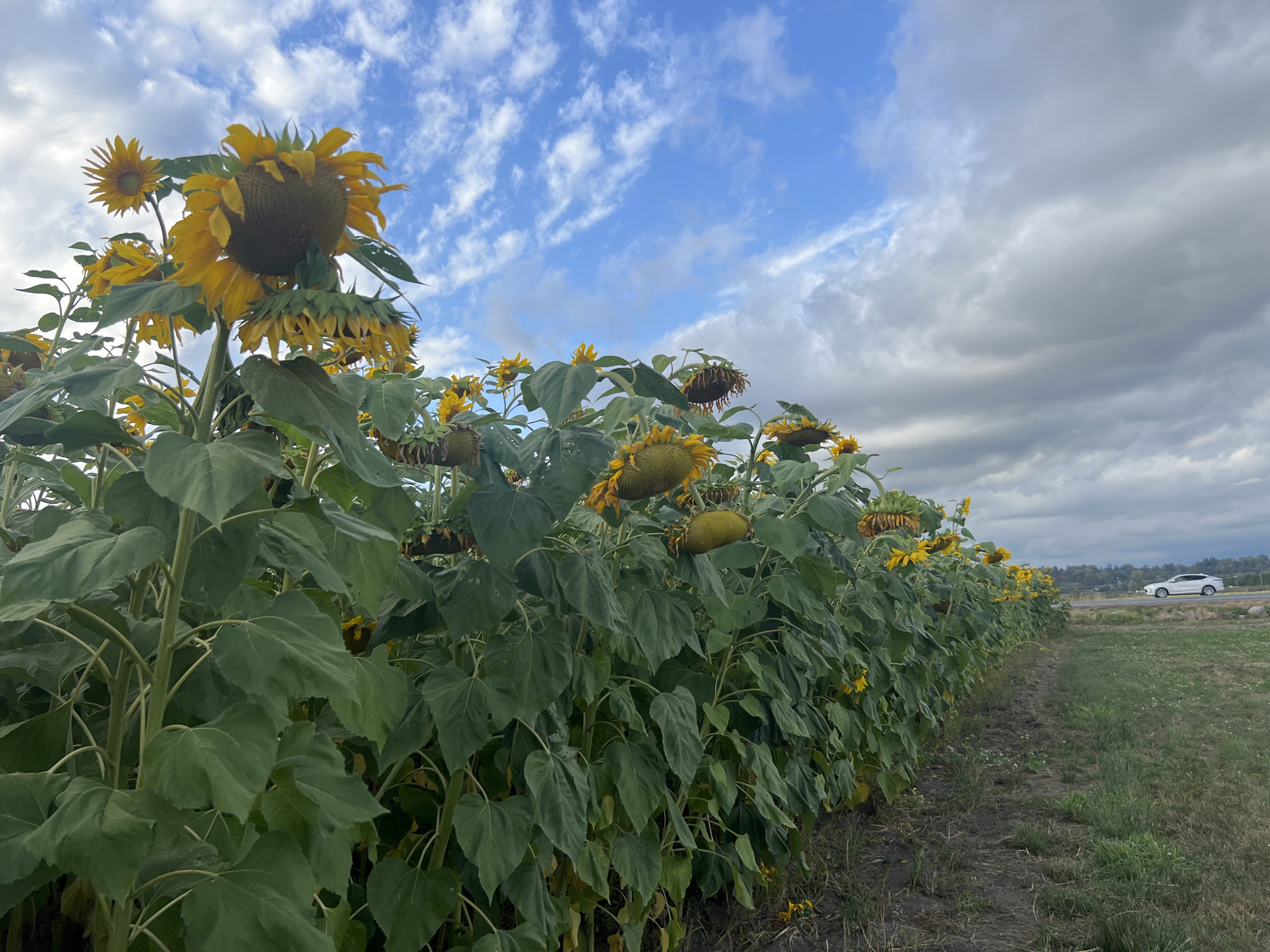 A row of sunflowers, many with drooping heads, stretches along a field under a cloudy sky. In the distance, a white car travels on a road that cuts through a treeline. The foreground shows a grassy area with some dry soil. The location is believed to be in Surrey, Canada.