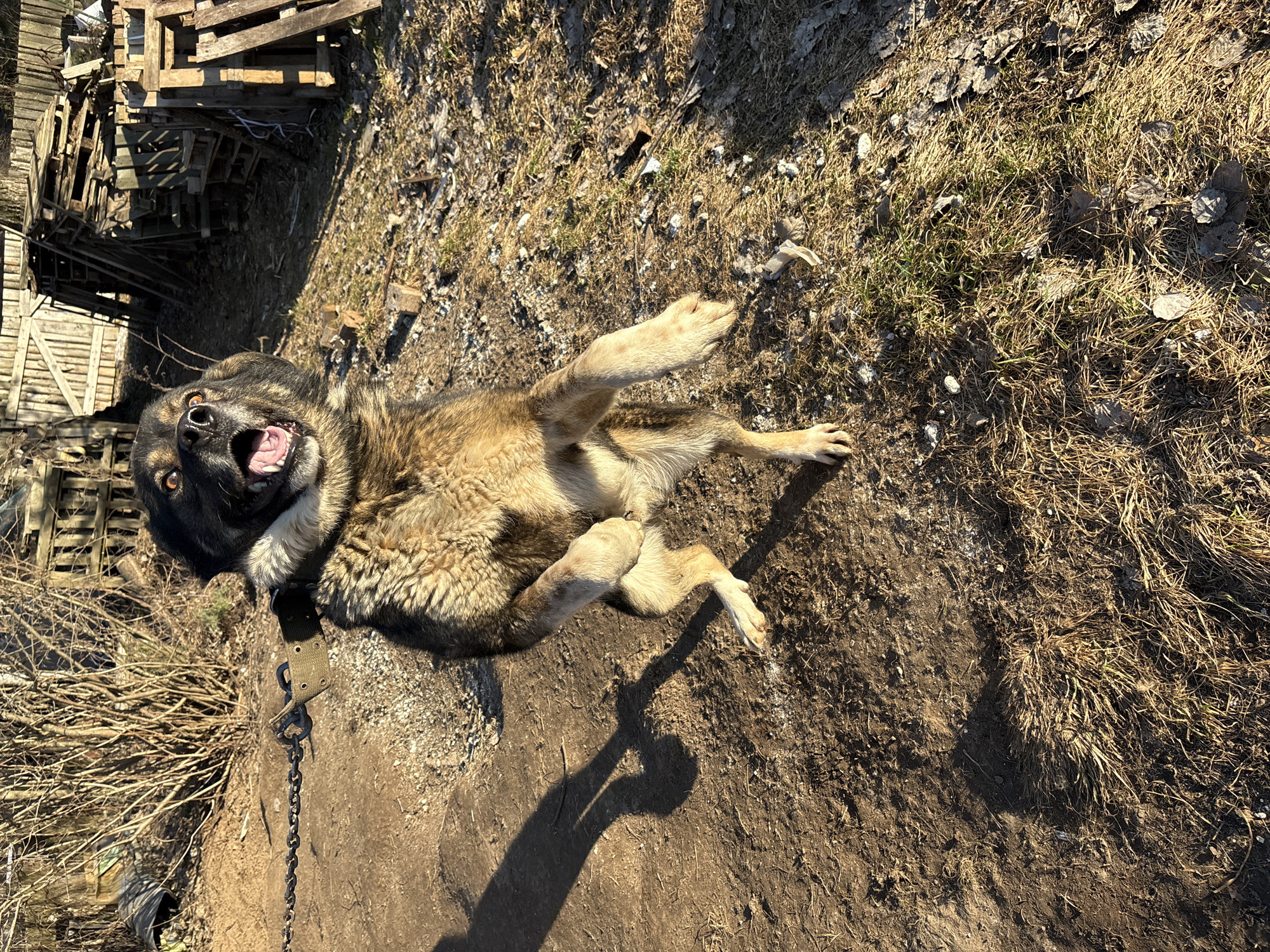 An overhead shot captures a large dog lying on its back on uneven, earthy ground in Chaikovsky, Russia. The dog, which appears to be a Shepherd mix with a brindle coat, is looking directly up at the camera with its mouth wide open, tongue slightly visible, conveying a playful or excited expression. Its paws are splayed out, typical of a dog seeking belly rubs or displaying comfort.
The setting is outdoors, characterized by dry, patchy grass, bare earth, and scattered dry leaves and debris. Strong, bright sunlight indicates it is daytime, casting clear, dark shadows, including the dog's own shadow on the ground.
In the background to the left, a large pile of stacked wooden pallets and boards is visible, suggesting a storage area or workyard. Below this, there's a tangled mass of dry brush or twigs. A metal chain is attached to the dog's collar, stretching towards the bottom left of the frame. The overall impression is one of a relaxed, happy dog enjoying a sunny day in a rustic, outdoor environment. No visible text is present in the image.