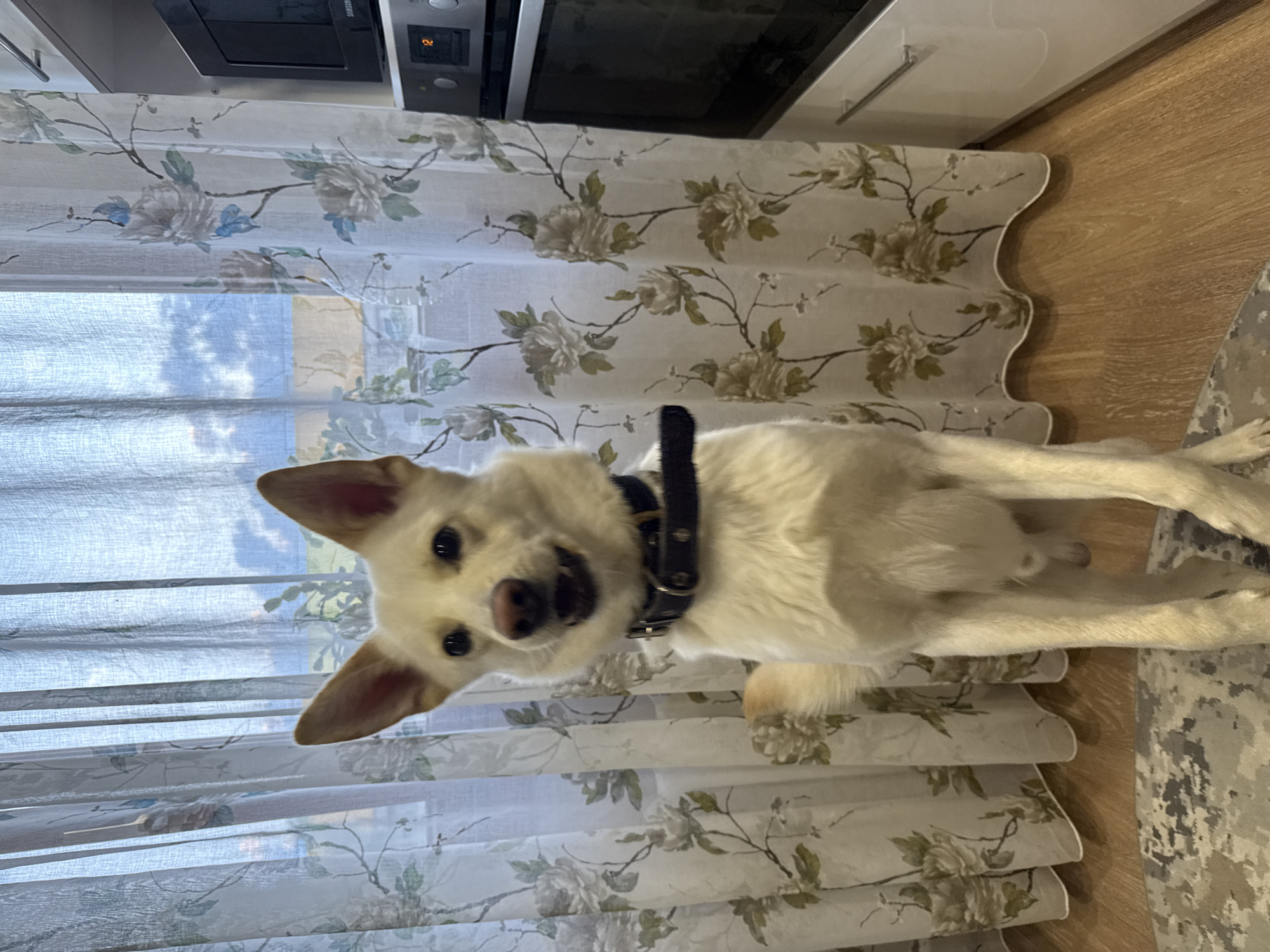 The image shows a medium-sized, light-colored dog standing on its hind legs in a domestic setting. The dog is facing the camera and appears to be happy or excited, with its mouth open and tongue visible. It is wearing a dark collar. The background consists of a curtain with a floral pattern and a glimpse of a kitchen appliance, possibly an oven, on the right side of the frame. The flooring is wooden. The lighting suggests it is daytime. No specific location within Марковский, Russia can be determined from the image alone.