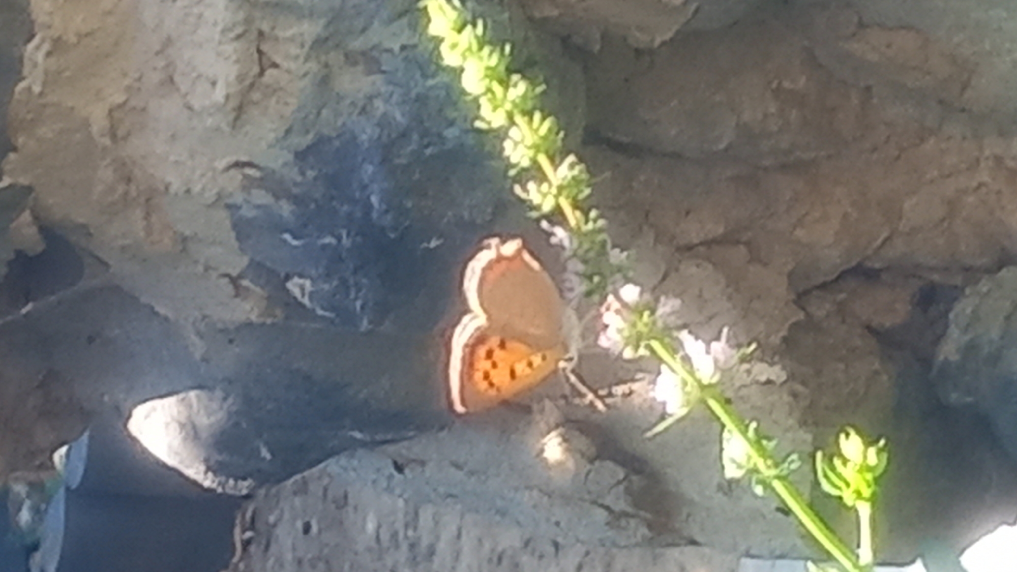 A small, orange butterfly with black spots on its wings is perched on a green plant with small white flowers. The butterfly is positioned on the left side of the frame, its wings slightly open. The plant extends from the bottom left of the image upwards. The background consists of rough, greyish-brown rock formations. The scene appears to be outdoors, possibly in a garden or natural setting. The location is Ágios Nektários, Greece.