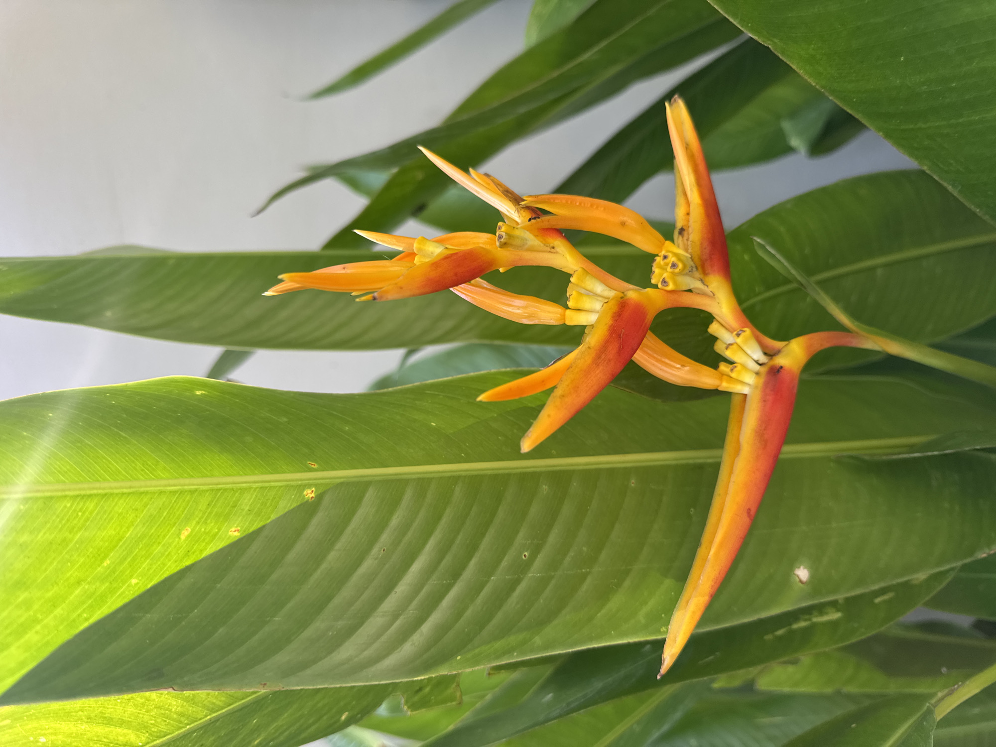 This image captures a vibrant Heliconia plant, featuring a prominent orange and red-orange inflorescence amidst lush green foliage, set against a plain, light-colored background. The central inflorescence, characteristic of a Heliconia species, consists of multiple upright, boat-shaped bracts displaying a gradient from reddish-orange at the base to bright orange and yellow at the tips, with small yellow florets emerging. Surrounding the flower are large, elongated, deep green leaves exhibiting clear parallel venation. Strong, natural sunlight illuminates the plant, creating bright highlights and revealing some translucency in the leaves, along with minor imperfections such as small brown spots and tiny holes. A diagonal shadow cuts across one of the upper leaves. A small, dark insect, likely an ant, is present on one of the flower's orange bracts. The background is a smooth, untextured, light grey-white surface, consistent with a building wall. The scene is an outdoor botanical composition, located in Kuta Selatan, Indonesia.