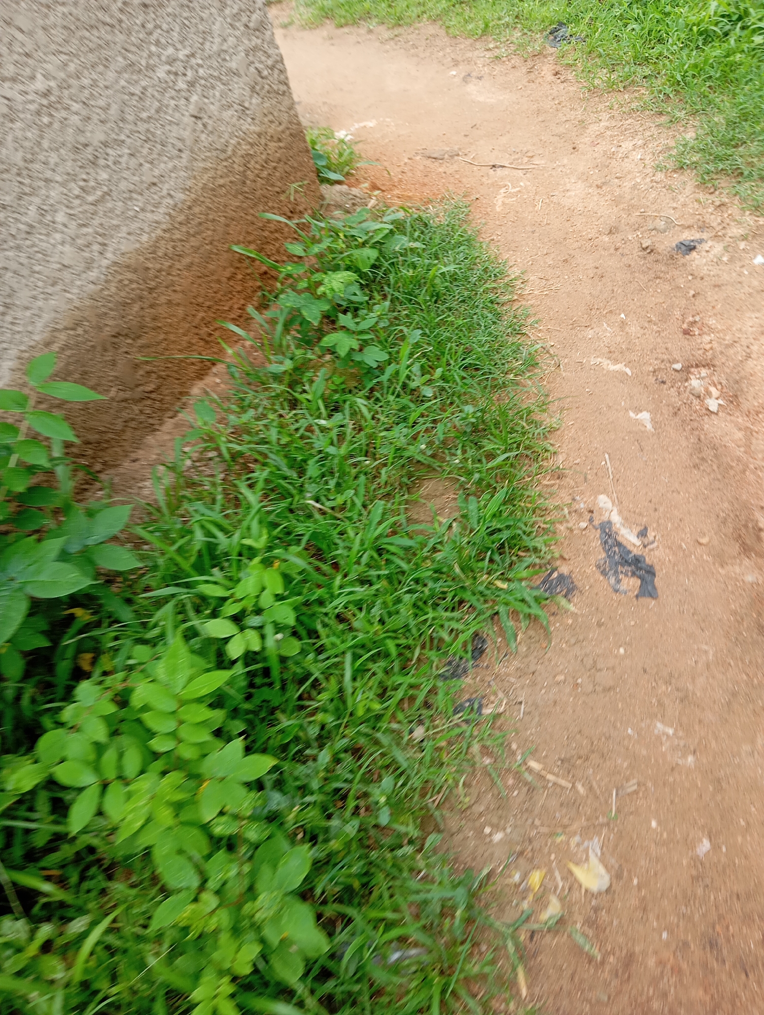 The image depicts an outdoor scene near a concrete structure and a dirt path. Lush green grass and some leafy plants are growing along the edge of the concrete and extending onto the path. The dirt path is a sandy brown color and appears to be a well-trafficked area, with some scattered debris including dark colored plastic fragments and lighter colored paper or plastic pieces. The environment suggests a location in Jalingo, Nigeria, possibly an unpaved side street or area adjacent to a building. The lighting indicates it is daytime.