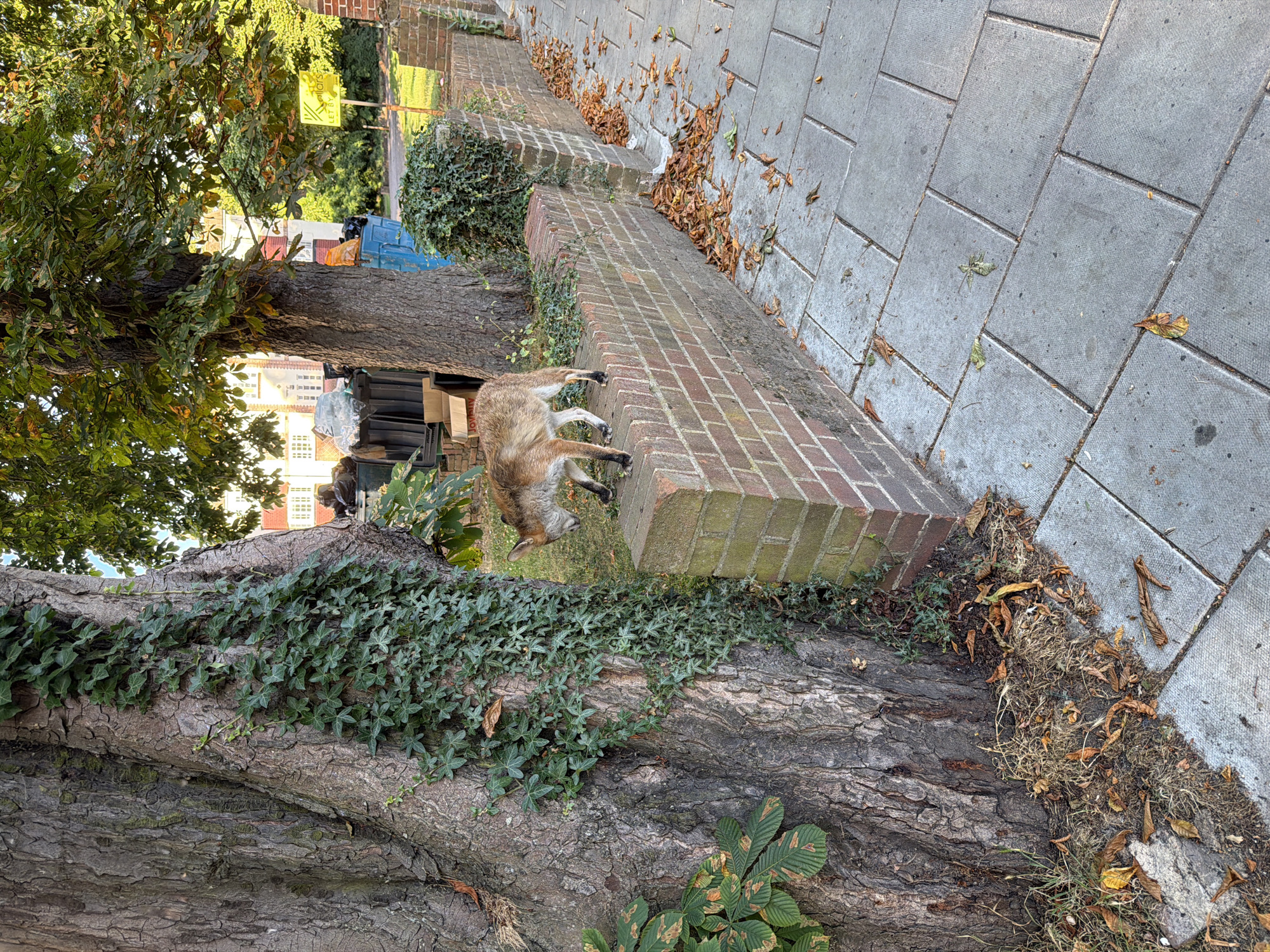 A fox stands on a brick wall in front of a large tree, with ivy growing on its trunk. In the background, buildings, trash cans, and trees are visible. The ground is paved with stone slabs, and fallen leaves are scattered around. The scene appears to be in an urban or suburban environment.