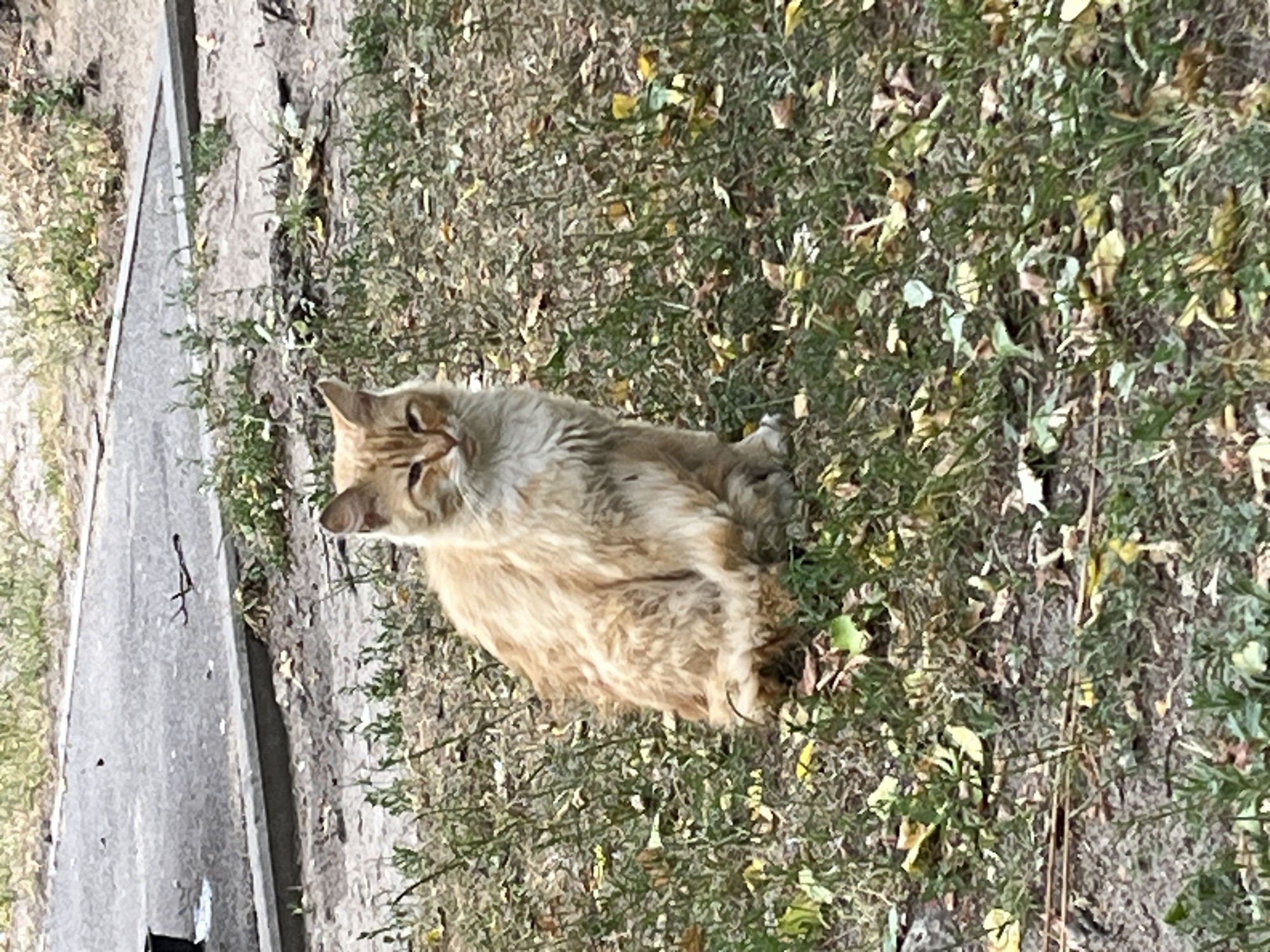 A ginger cat is sitting in the grass near a sidewalk in Brest, Belarus. The cat is facing forward and looking at the camera with its eyes partially closed. Its fur is long and fluffy, and it has a white chest and paws. The grass is green with fallen leaves scattered throughout. In the background, there is a gray sidewalk and some vegetation.