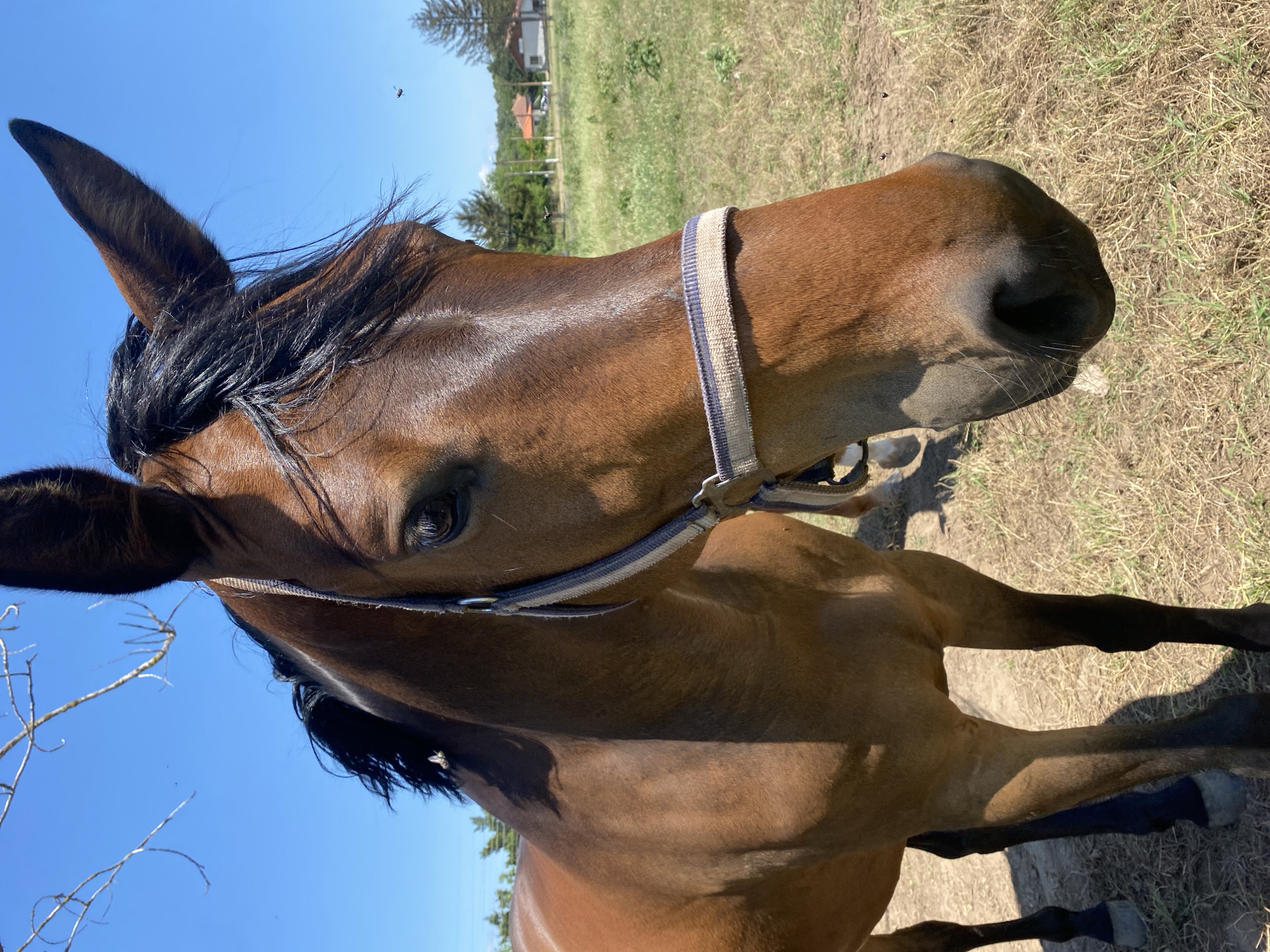 The image depicts a close-up of a brown horse standing in a grassy field under a clear blue sky in Slavovitsa, Bulgaria. The horse, facing slightly to the right of the frame, wears a blue and beige striped halter. Its dark mane falls over its forehead, and its dark eyes are visible. Bare tree branches are partially visible in the upper left, while the bright sun casts shadows on the horse's body and the dry, golden-brown ground. In the distant background, several pine trees, utility poles, and two small residential buildings with reddish-orange roofs are discernible. Multiple small, dark flying insects are visible in the air around the horse's head and in the background.