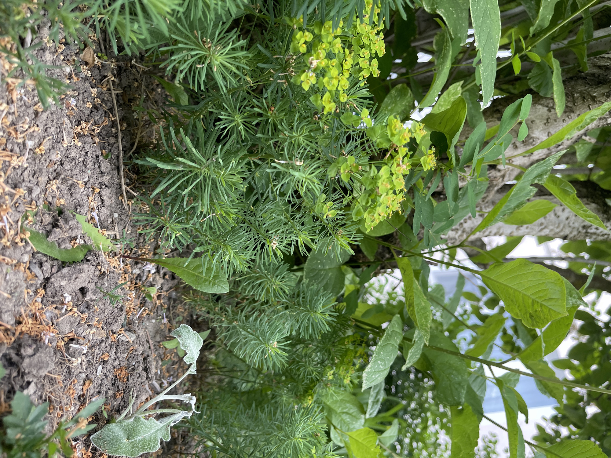 The image depicts a close-up view of a garden bed with various plants in bloom. In the foreground, a low-lying plant with needle-like green foliage is prominent. To its right, a slightly withered, fuzzy-leaved plant is visible, partially obscured by the foliage. The ground is composed of dark soil with scattered dry plant debris. In the middle ground, a plant with clusters of small, bright yellow-green flowers is present, with its feathery green leaves contrasting with the needle-like foliage. Behind these plants, a tree trunk with rough bark is visible, surrounded by larger green leaves. The background is out of focus, showing more green foliage and hints of a building, possibly a window, suggesting an urban or suburban garden setting. The lighting indicates it is daytime. The scene is set in a garden in Moscow, Russia.
