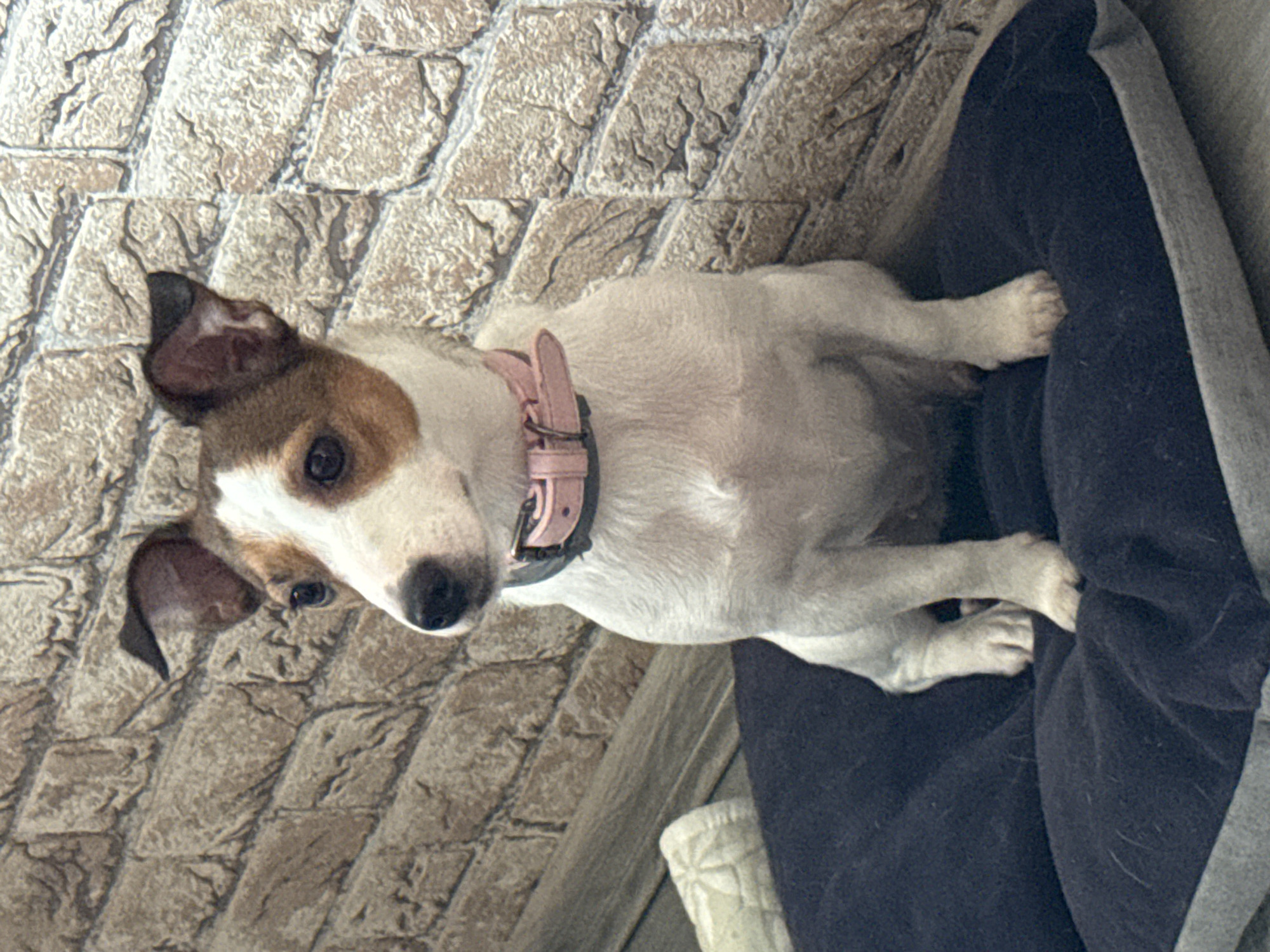 A white and tan Jack Russell Terrier with floppy ears and a pink collar is sitting on a dark blue dog bed. The dog is facing to the left of the frame, with its head turned slightly towards the camera. Its eyes are dark and its nose is black. Behind the dog, there is a textured brick wall. To the left of the dog, a portion of a light-colored, rolled-up mat is visible. The lighting in the scene appears to be natural or from an overhead source. The image is a medium shot, focusing on the dog and its immediate surroundings. There is no information in the image to suggest a specific location within Moscow, Russia.