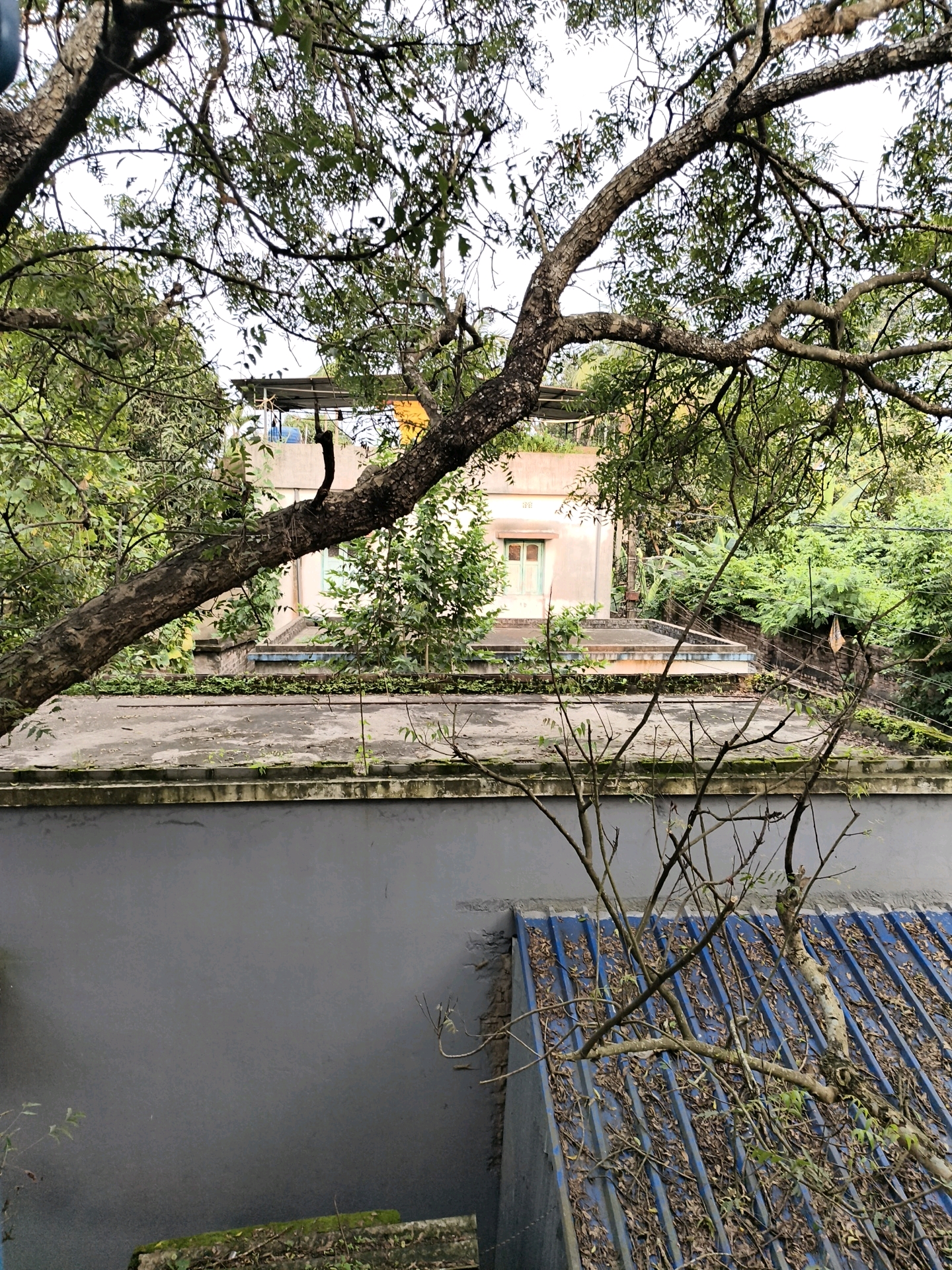 The image depicts a view of buildings and foliage, likely in Kalyani City, India, as suggested by the context. In the foreground, a dark gray wall with some visible moss and a concrete structure topped with moss and vegetation is present. Above this wall, a blue corrugated metal roof is visible, covered in dried leaves and branches. Beyond this, a flat, concrete rooftop is seen, with scattered debris and vegetation. Further in the background, a two-story building with pale yellow walls and light green windows stands amidst dense green trees and foliage. A large tree branch with rough bark extends prominently from the upper left to the middle of the frame, obscuring parts of the scene. The sky is overcast, suggesting a cloudy day. No people or animals are visible in the image.