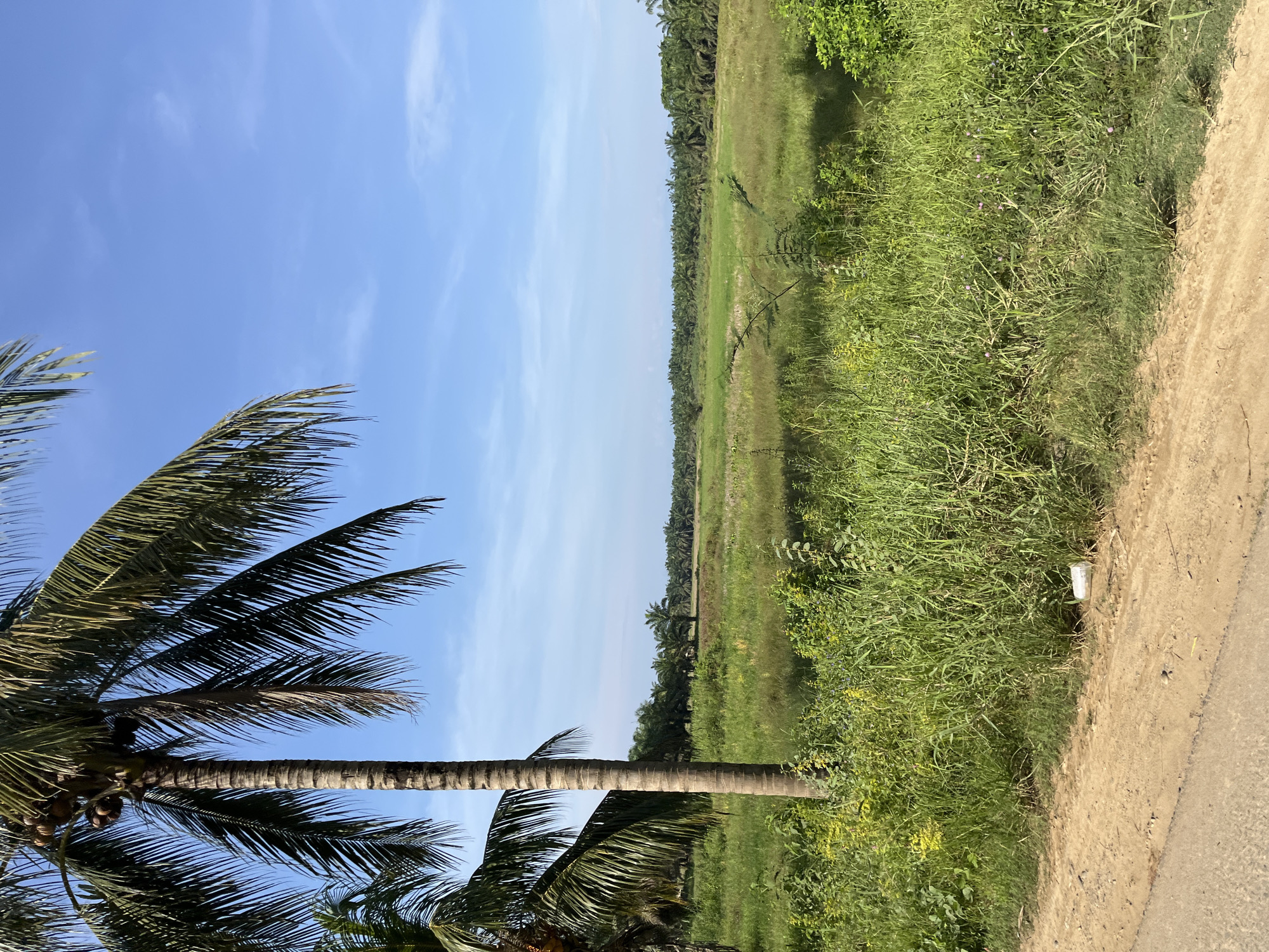 The image depicts a rural landscape under a clear blue sky with scattered white clouds. In the foreground, a dirt road borders lush green grass and vegetation. A tall palm tree with coconuts is prominent on the left side of the frame. In the midground and background, a vast expanse of green fields stretches out, bordered by a dense line of palm trees, characteristic of palm oil plantations, a common sight in many parts of Southeast Asia, including the regency of South Subulussalam, which is within the city of Subulussalam, an administrative city in the province of Aceh, Sumatra, Indonesia. The overall scene suggests a tropical, agricultural environment. There are no people or animals visible in the image.