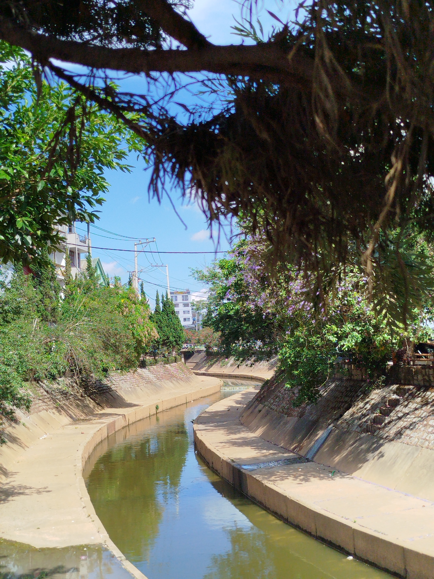 The image displays a clear, sunny day in Da Lat, Vietnam, featuring a man-made canal flanked by concrete banks. The canal's water reflects the bright blue sky and the surrounding greenery, creating a serene atmosphere.
**Subjects:** The primary subjects are the canal and the abundant vegetation. The canal has smoothly curved, light-colored concrete sides, leading into the distance. Lush green trees and bushes line both sides of the waterway, with some trees on the right bank displaying clusters of purple flowers. Dominating the upper portion of the frame are dark, textured branches of a large tree, laden with foliage and long, hanging aerial roots, which effectively frame the scene below. In the background, partially obscured by trees, are several multi-story buildings, typical of an urban or semi-urban setting, along with utility poles and power lines. No people or animals are explicitly visible.
**Activity or event taking place:** No specific activity is depicted; the image captures a static landscape.
**Notable details:** The time of day appears to be midday or early afternoon, suggested by the strong, distinct shadows cast by the trees onto the canal banks and the bright, clear blue sky. The weather is sunny and cloudless, except for a few wisps of white clouds in the distance. The presence of dense, green foliage and the architectural style of the buildings are consistent with the provided location context of Da Lat, Vietnam. There is no visible text in the image. The overall impression is one of peacefulness, blending constructed urban elements with natural green spaces.
