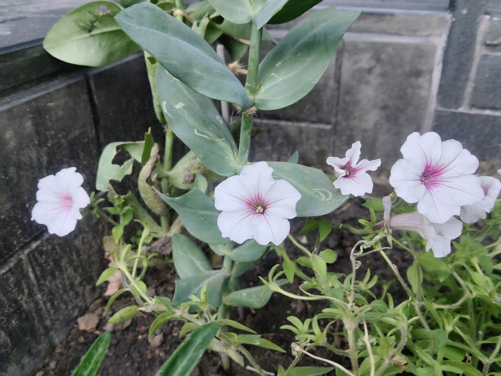 The image depicts a close-up view of several white petunia flowers with pink veins, growing in a garden bed. The flowers are in various stages of bloom, with some fully open and others partially unfurled. They are surrounded by lush green foliage and delicate, thin stems. In the background, a dark, rough-textured surface, possibly a stone wall or paving, is visible. The lighting suggests it is daytime, with diffused light. The scene appears to be outdoors, in a cultivated area. The specific location in Kharkiv, Ukraine cannot be determined from the visual information provided.