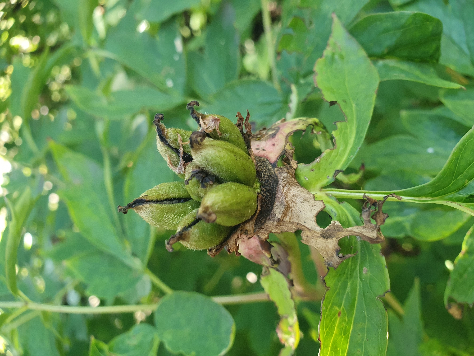 A close-up, eye-level, vertical shot captures a cluster of developing seed pods on a plant in Novoivanivka, Ukraine. The seed pods are green, fuzzy, and clustered together at the top of a dried, brown stem. Several of the pods have black, shriveled tips. The plant is surrounded by lush, green leaves, some of which show signs of damage with dried, brown edges and small holes. Out-of-focus sunlight filters through the leaves in the background, creating a bokeh effect. The overall impression is one of natural growth and the cycle of plant life.