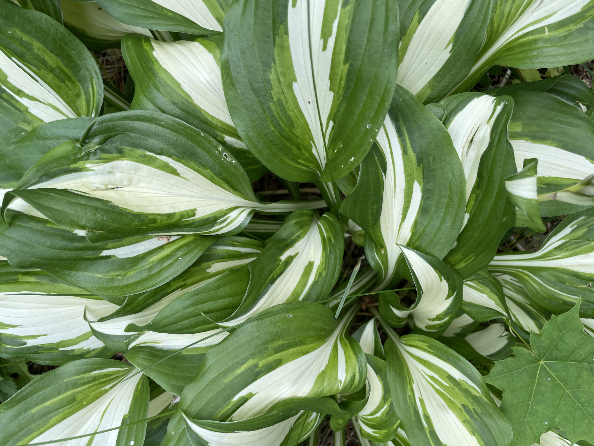 This is a close-up, overhead shot of a patch of hosta plants with variegated leaves. The leaves are a mix of deep green and creamy white, with the white variegation appearing in broad streaks that follow the veins of the leaf. The leaves are large, ovate, and have a slightly wavy texture. Some of the leaves are curled or folded, creating a sense of depth and organic form. The plants are densely packed, with the leaves overlapping each other. The background is out of focus, showing dark soil and some dry organic material. There is also a single, separate, smaller green leaf from what appears to be a maple tree in the lower right corner of the image, providing a contrast in color and texture. The lighting suggests it is daytime, possibly overcast as there are no strong shadows. The image is a still shot, with no action taking place. There is no visible text.