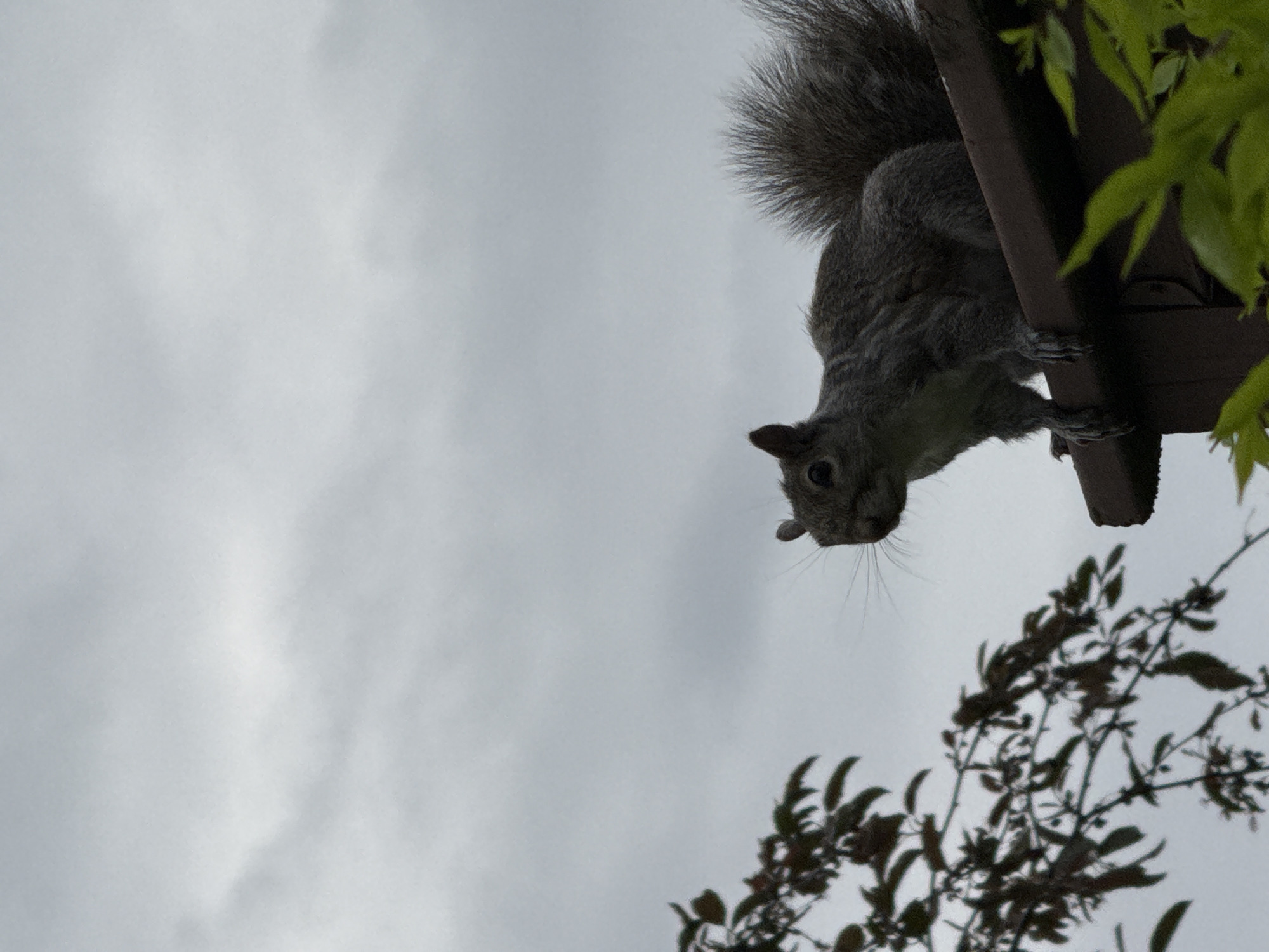A gray squirrel clings to a dark-stained wooden structure, possibly a deck or pergola, as seen from below. The squirrel faces downward with its head and front paws extending over the edge. To the right, green foliage partially obscures the structure. Below the squirrel and structure, slender branches with dark leaves are visible against the overcast sky. The sky itself is a uniform gray, indicating a cloudy day. This scene could be set in any residential area with trees and backyard structures in Columbus, Ohio, United States of America.