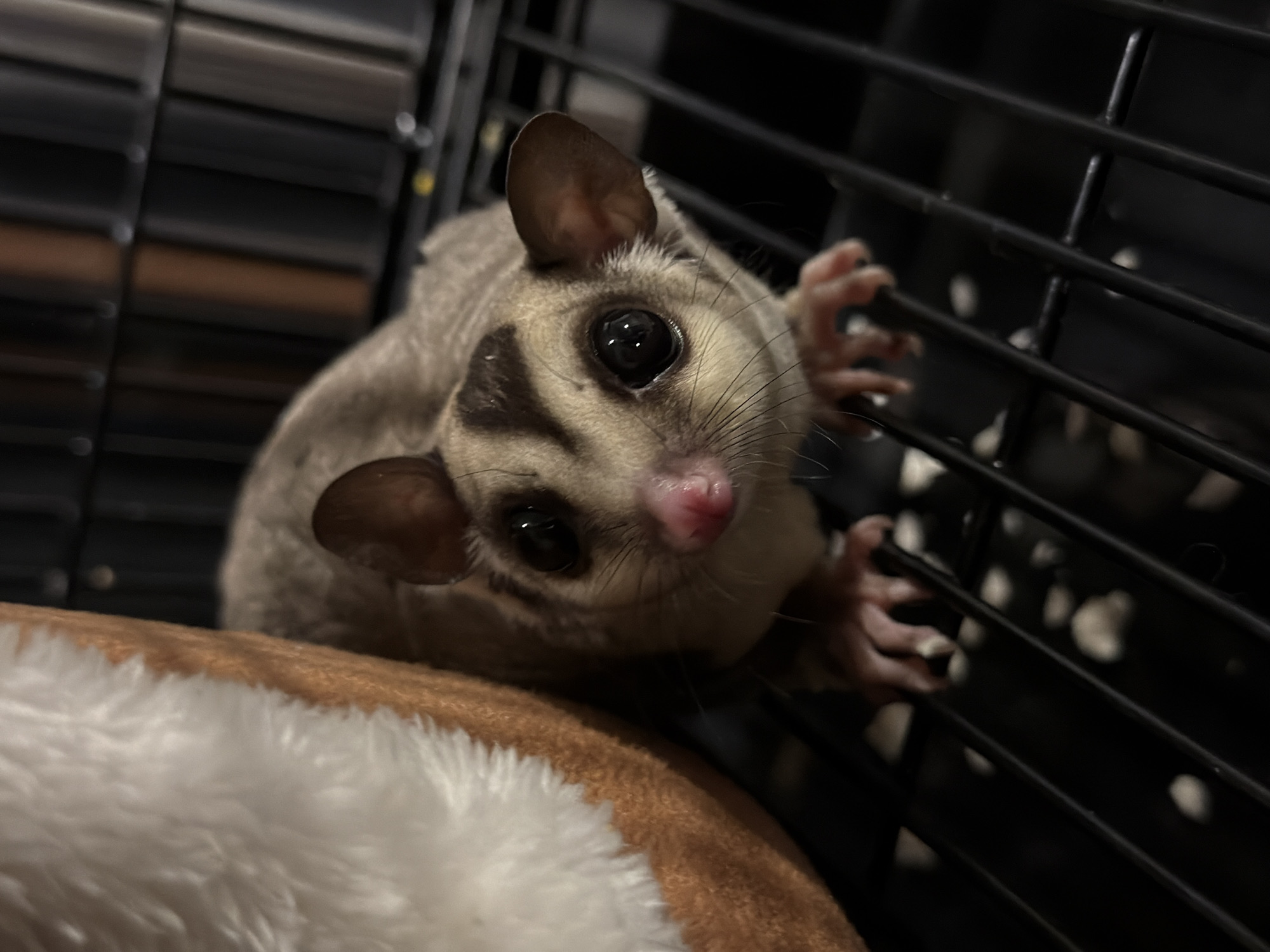 A sugar glider is in a cage, on a black metal grate. The sugar glider has large black eyes, a pink nose, and grey fur with dark stripes on its head. It is partially obscured by a fuzzy, brown, hammock-like object. The cage bars are visible in the foreground and background. The lighting is dim. The location is not discernible from the image.