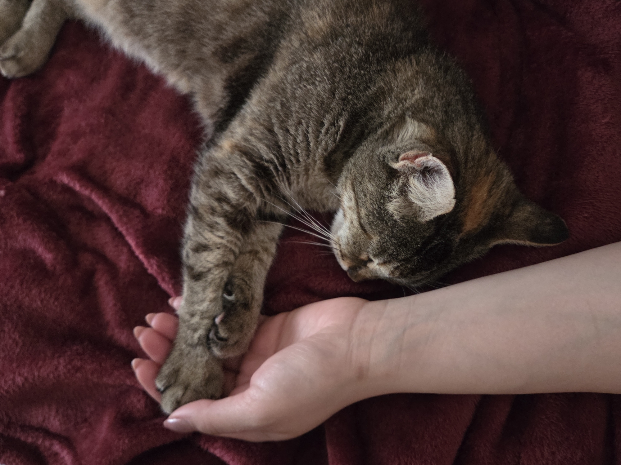 A brown tabby cat is lying on a burgundy blanket, with its front paw resting in a person's hand. The cat appears to be sleeping or resting calmly. The person's hand is slightly cupped, as if gently cradling the cat's paw. The location is not discernible as Dulovo, Bulgaria.