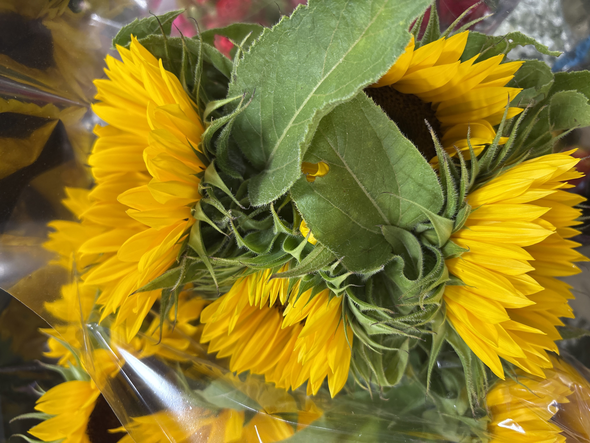 A close-up, overhead shot captures a bouquet of sunflowers, their vibrant yellow petals a stark contrast to their lush green leaves and stems. The flowers are partially enclosed in clear plastic packaging, creating a subtle sheen and reflections across the surface. The sunflowers are arranged in a cascade, with some facing forward and others tilted downwards, showcasing their delicate petals and fuzzy undersides. The scene appears to be indoors, possibly in a florist shop or market, but no specific location in Chelmsford, United Kingdom, can be determined from the image alone. The focus is entirely on the floral arrangement, with no people or other distinguishing features visible.