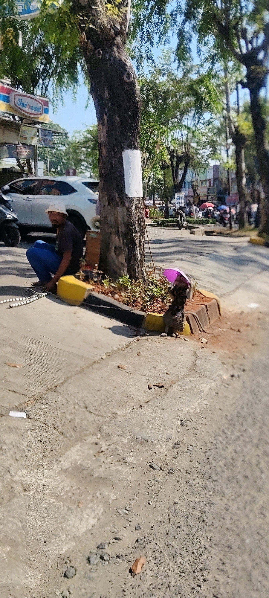 The image depicts a street scene in Cibatu, Indonesia. A man wearing a white hat and blue pants is crouched on the sidewalk next to a tree. He is holding what appears to be a coiled rope or cable. In the background, a white car is parked, and a sign for "Indomaret" is visible, indicating a convenience store. The street is paved and appears to be a public area with trees lining the sidewalk. A small pink umbrella is also visible near the base of the tree. The overall environment suggests a typical urban setting in Indonesia.