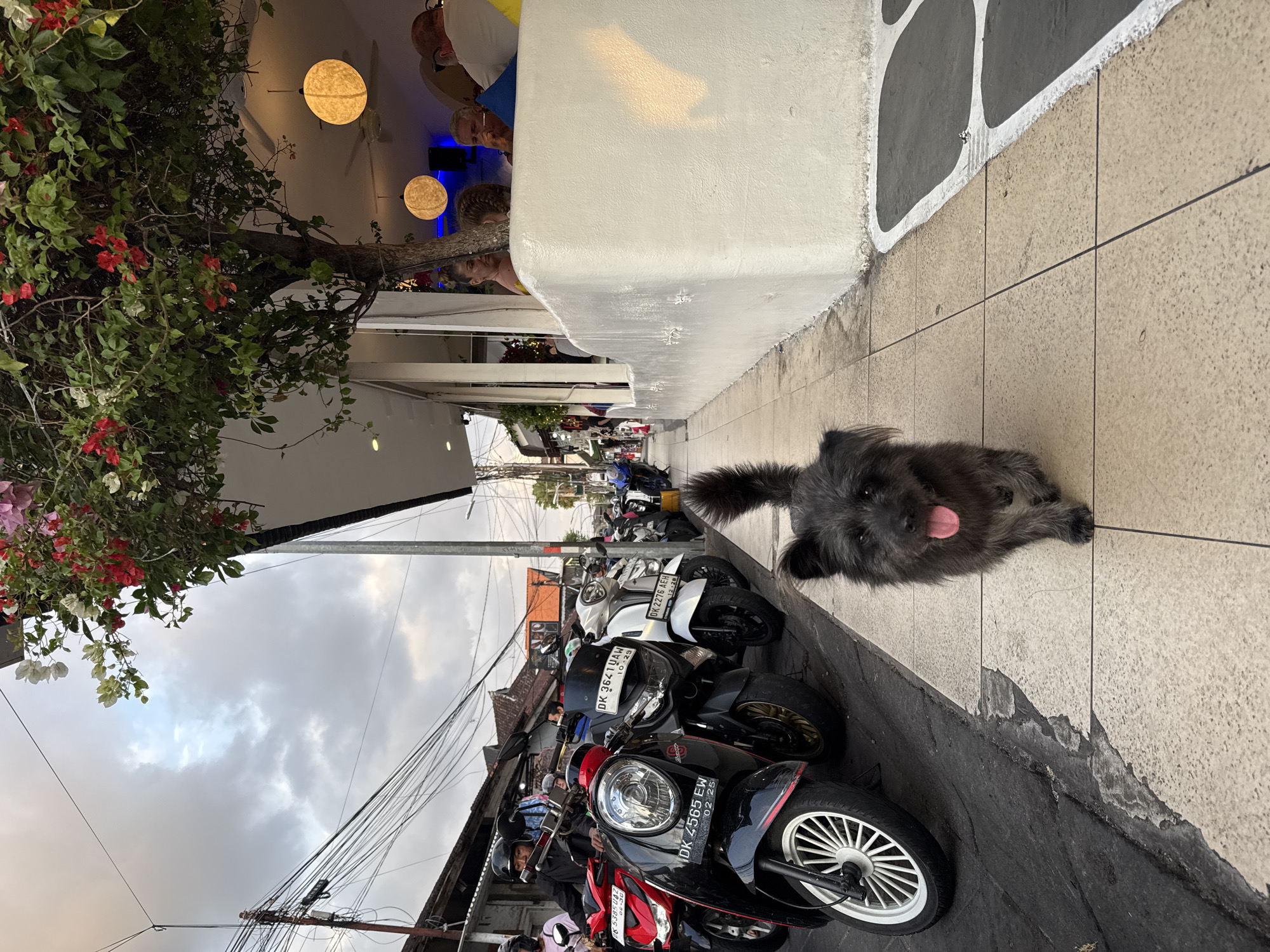 A shaggy, dark gray dog walks on a sidewalk in front of a row of parked motorbikes and a building with an outdoor seating area. The dog is in the foreground, facing the camera with its tongue out. Behind the dog, a line of scooters and motorcycles are parked along the side of a street. Some of the bikes have riders on them. The building to the right of the street has white walls and a white railing, with people seated at tables inside and under a covered area. Bougainvillea flowers with red and white blooms hang from a tree over the outdoor seating area. The sky is cloudy. The street appears to be in a commercial area, possibly in Kuta, Indonesia, given the style of the buildings and the presence of many motorbikes.