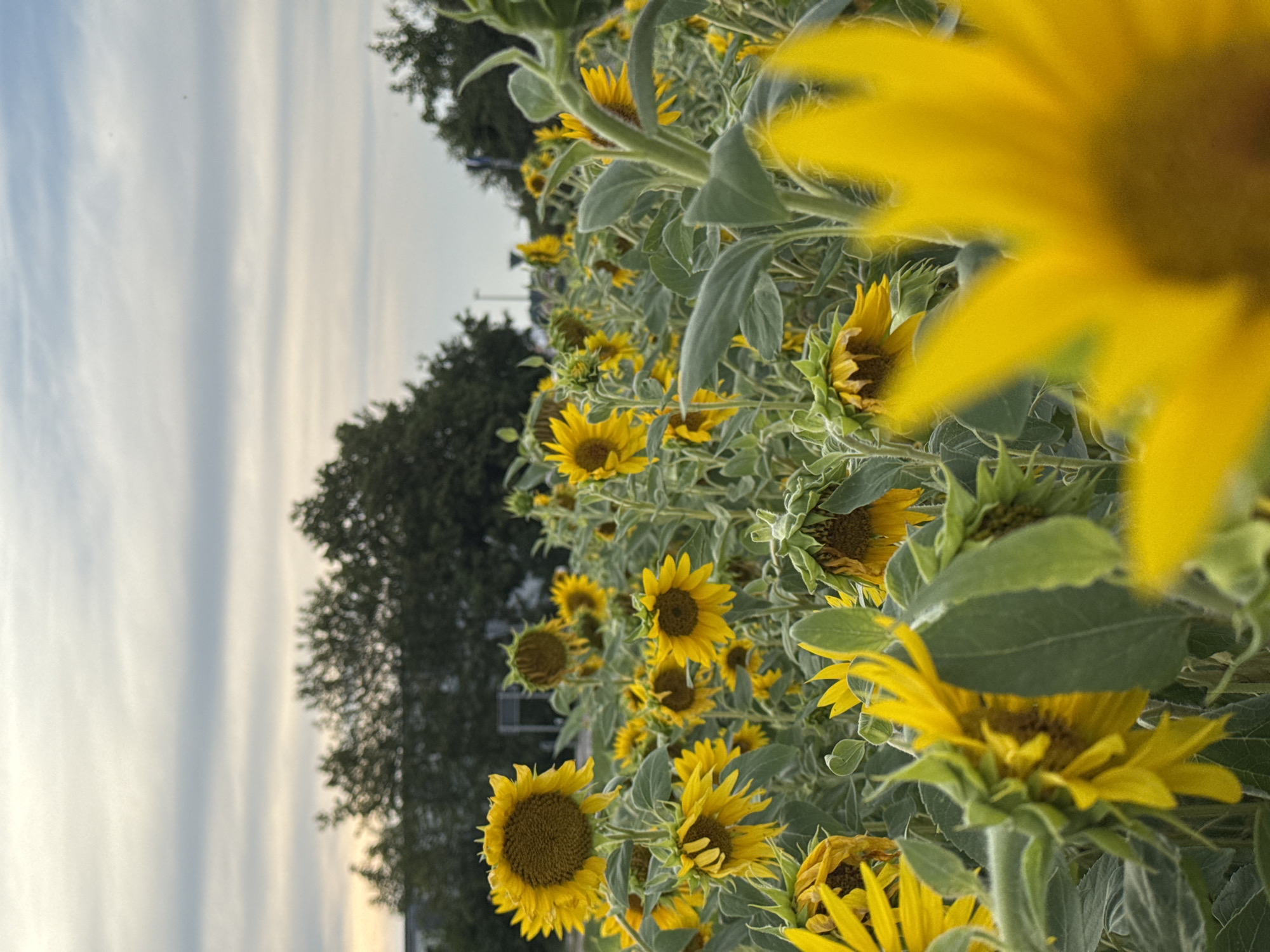 In Wettstetten, Germany, a field of sunflowers is captured under a cloudy sky. The foreground is dominated by a large, out-of-focus sunflower, its bright yellow petals creating a vibrant blur. Behind it, a dense array of sunflowers stretches into the distance. Many of these flowers are facing downwards, some with withered petals, suggesting they are past their prime or have been affected by weather. The leaves are a dull green, some appearing dusty or faded. In the background, the tops of dark green trees are visible against the pale, striated clouds, and hints of buildings suggest an urban or suburban fringe location. The overall lighting is soft and diffused, characteristic of an overcast day.