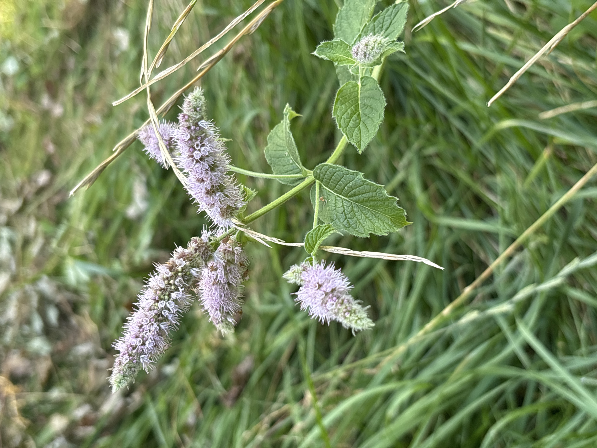 A close-up, eye-level shot captures a wild mint plant in bloom. The plant has several spikes of small, pale purple flowers with white stamens, growing in a cluster. The leaves are a vibrant green, serrated along the edges, and appear to be slightly fuzzy. The background is a blur of green grass and some dried, brown foliage, suggesting an outdoor, natural setting. There are no people visible in the image. The focus is sharp on the mint plant and its delicate flowers, with the surrounding environment softly out of focus. The lighting is natural, likely daylight, creating a slightly muted and gentle atmosphere. The scene is devoid of any man-made structures or objects. The image is taken in Granat, Russia.