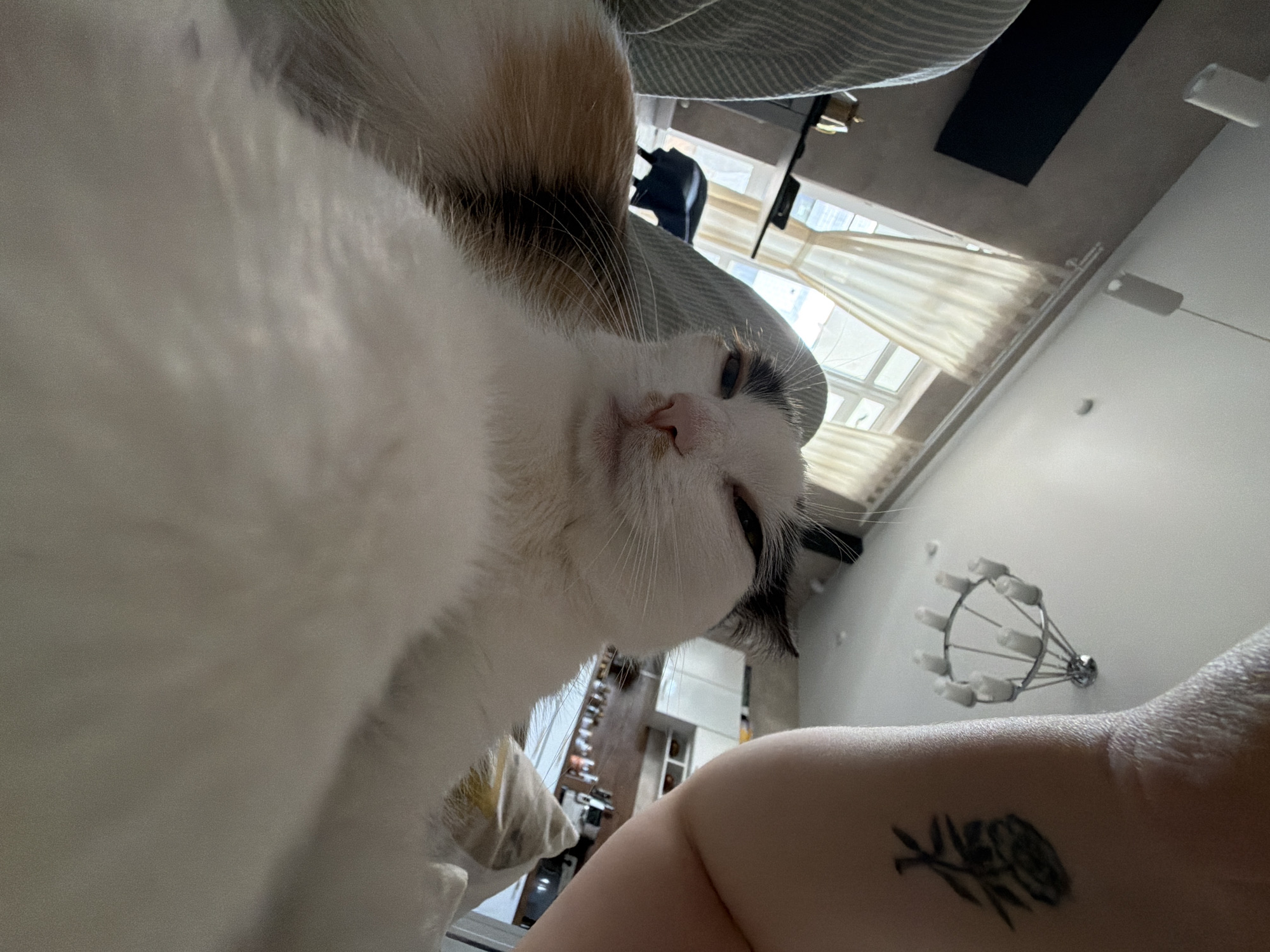 A close-up, downward-angled shot captures a cat lying near a person. The cat is predominantly white with patches of black and tan fur. A person's arm is visible with a tattoo of a rose on it. The background includes a striped cushion, a window with white curtains, and part of a room. A chandelier is mounted on the wall. Based on geolocation data, the location is Rossiyskiy, Russia.
