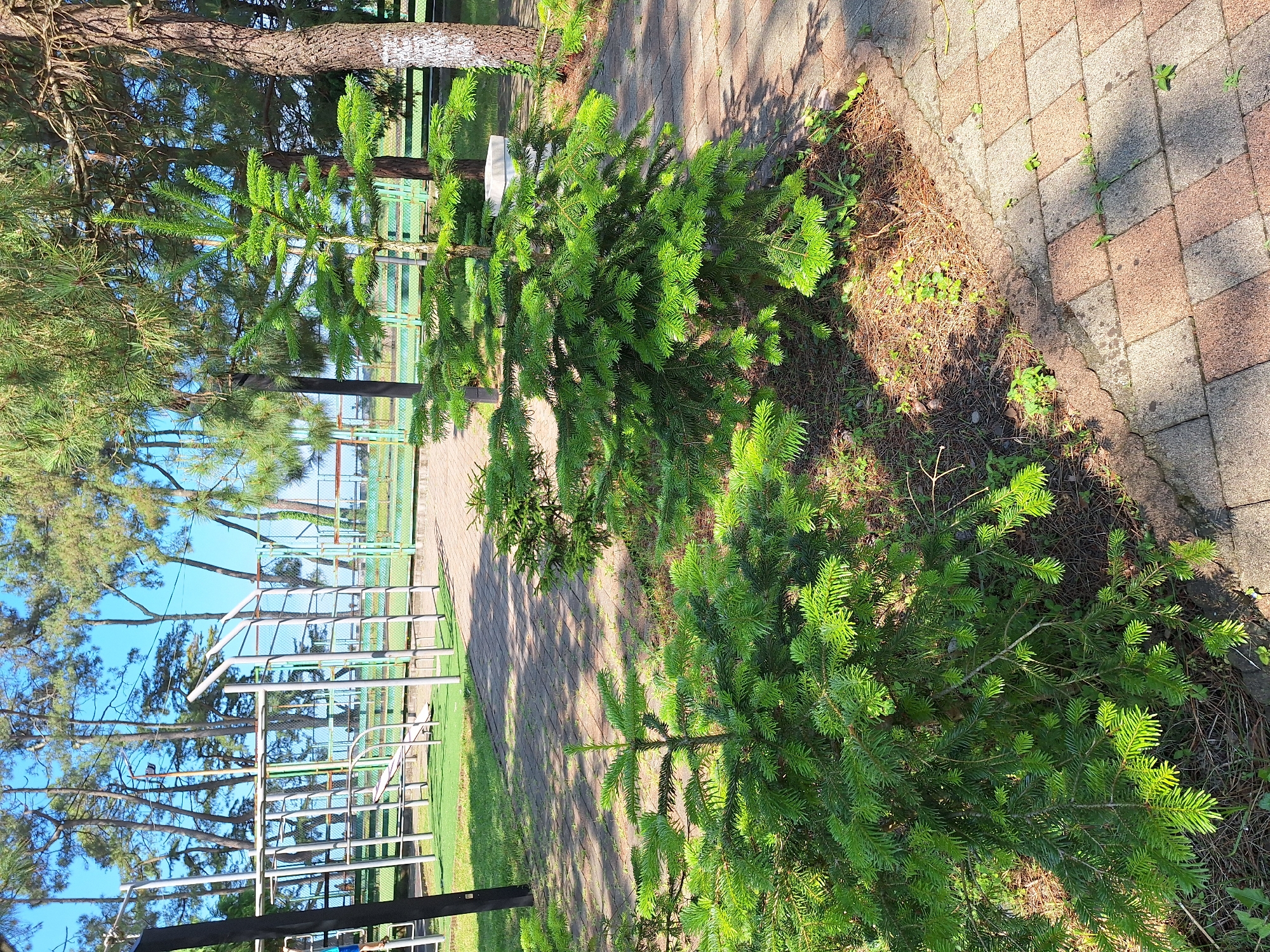 In Kobuleti, Georgia, a sunny outdoor scene unfolds featuring a well-maintained playground with metal equipment and a green surface. In the foreground, two young fir trees with vibrant green needles are prominently displayed. To the right, a paved walkway made of red and beige interlocking bricks leads into the scene, with patches of green grass and dry pine needles visible between the trees. The background is characterized by tall pine trees and a clear blue sky, suggesting a warm and pleasant day.