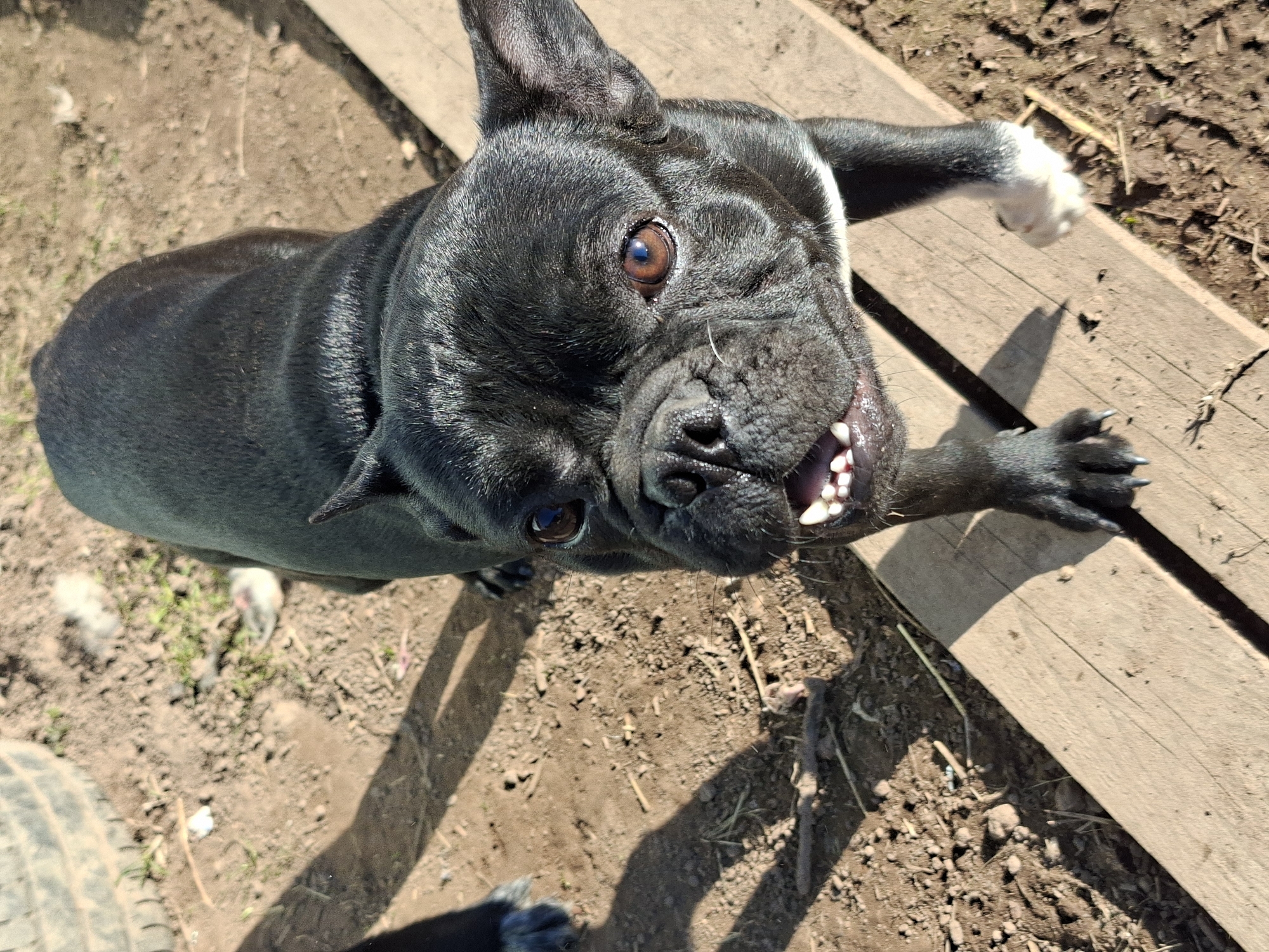This high-angle, close-up photograph features a black French Bulldog looking directly up at the camera with an energetic and expressive gaze. The dog has dark brown eyes and subtle brindle markings, along with white patches visible on its chest and paws. Its mouth is wide open, revealing sharp white teeth, suggesting an animated vocalization, playful panting, or an excited expression. One of its front paws, tipped with white, is raised and rests on a light-colored wooden plank that spans horizontally across the mid-right of the frame. The dog’s other front paw is also visible lower down.
The scene is set outdoors under bright sunlight, as evidenced by the strong, well-defined shadows cast on the ground and the wooden plank. The ground is primarily dry, light brown dirt, sparsely covered with small patches of green grass and scattered bits of debris. In the bottom-left corner, a portion of a dark grey, textured vehicle tire is visible, hinting at an informal or utilitarian outdoor environment such as a backyard, farm, or unpaved area. The overall impression is one of a dog actively engaging with its owner or photographer, full of life and playfulness on a clear, sunny day. No text is visible in the image.