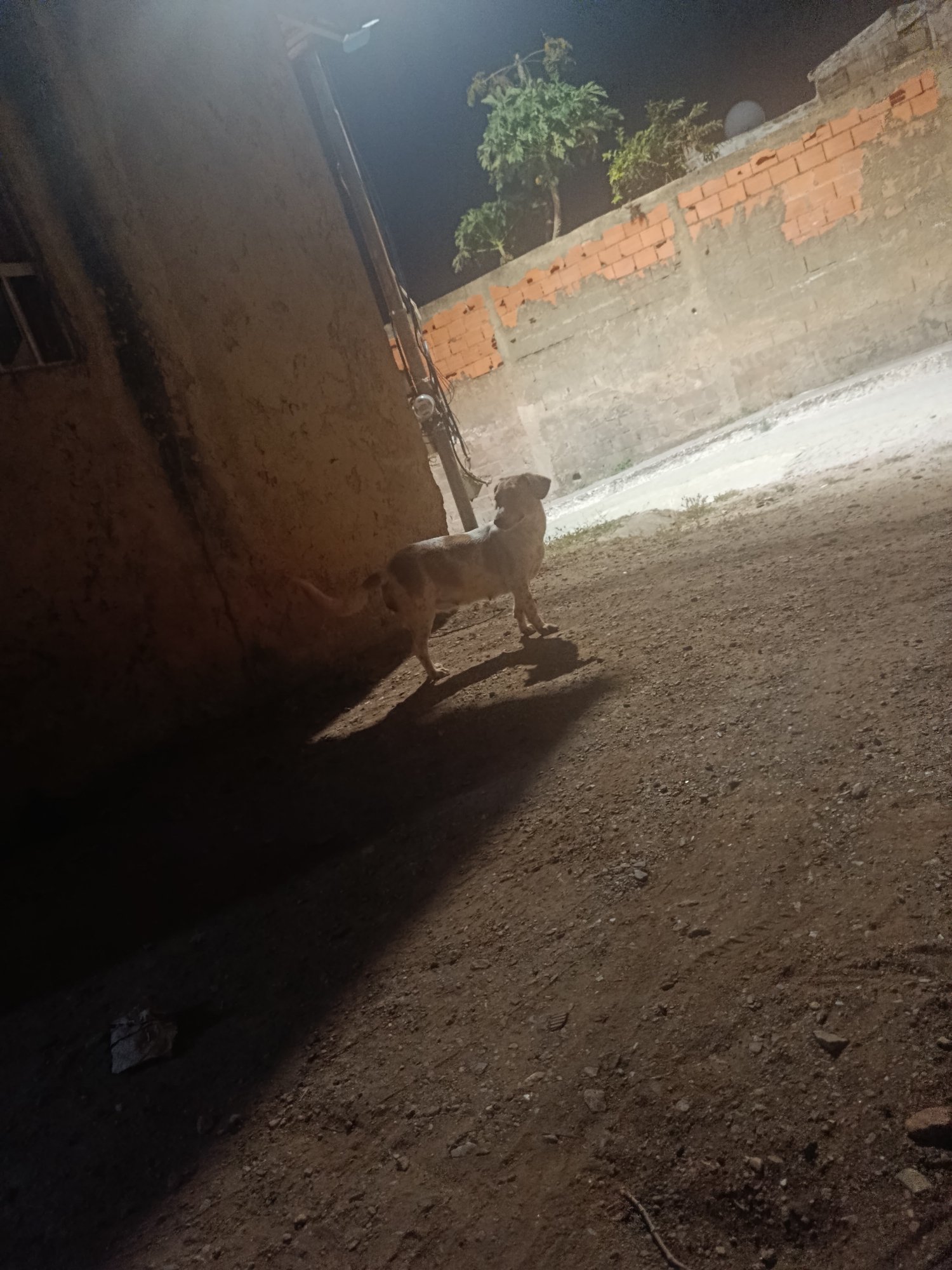 The image shows a dog standing in a street at night. The location is suspected to be the city of Juan Griego, Venezuela. The dog is medium-sized and is standing illuminated by a streetlight. The street appears to be unpaved. There is a wall on the right side of the image, made of gray blocks with red bricks on top. The background includes a tree, and a building.