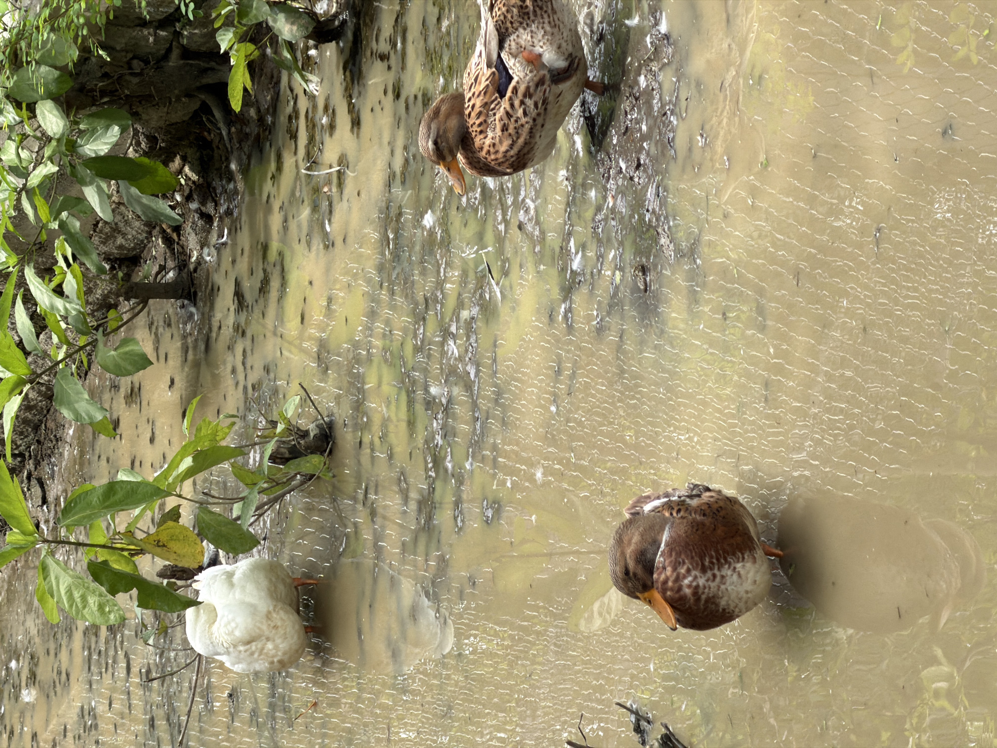 In a muddy, shallow body of water in Suối Câu, Vietnam, three ducks are visible. On the left, a white duck stands with its head tucked into its body, facing left. In the center, a brown and white duck stands on one leg, facing left, with its head turned towards the right. To the right, another brown and white duck stands on one leg, facing right, with its head turned to the left. The water is murky and reflects the surrounding foliage, which includes green leafy plants and tree trunks. The ground around the water appears to be muddy and covered in debris.