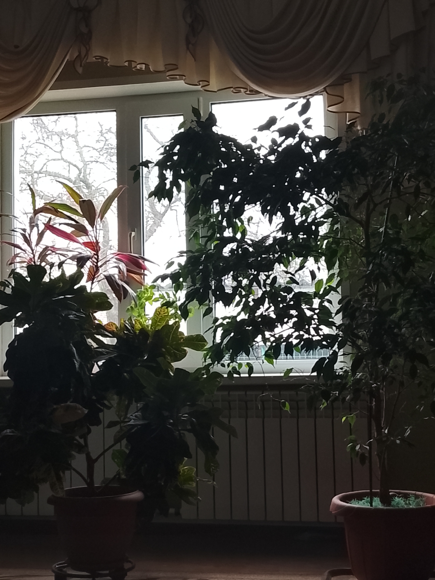 The image shows an interior scene with a window as the primary light source. In front of the window, two potted plants are visible, one larger and more full than the other. A radiator is positioned directly beneath the window. The window is partially covered by draped curtains. Outside the window, bare tree branches are visible against a bright sky.
