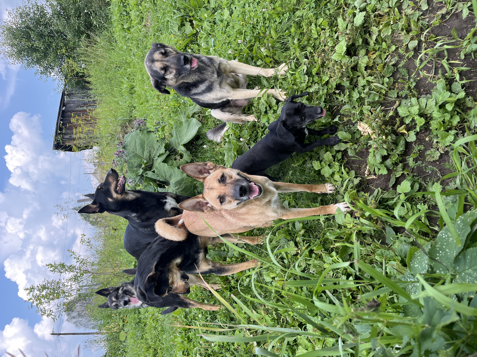 A group of six dogs, varying in size and breed, are gathered on a grassy slope under a cloudy sky. In the background, a dilapidated wooden structure, possibly a shed or outbuilding, stands amongst overgrown vegetation. The environment appears rural, with tall grasses and wild plants dominating the scene. The dogs are alert and some appear to be panting, suggesting a warm day. One dog, in the foreground, is a tan color with black markings, while others are predominantly black or a mix of black, grey, and tan. There are no humans present in the image. The scene is set in an outdoor, uncultivated area, consistent with a village or the outskirts of a town. The location is identified as Nizhny Tagil, Russia.