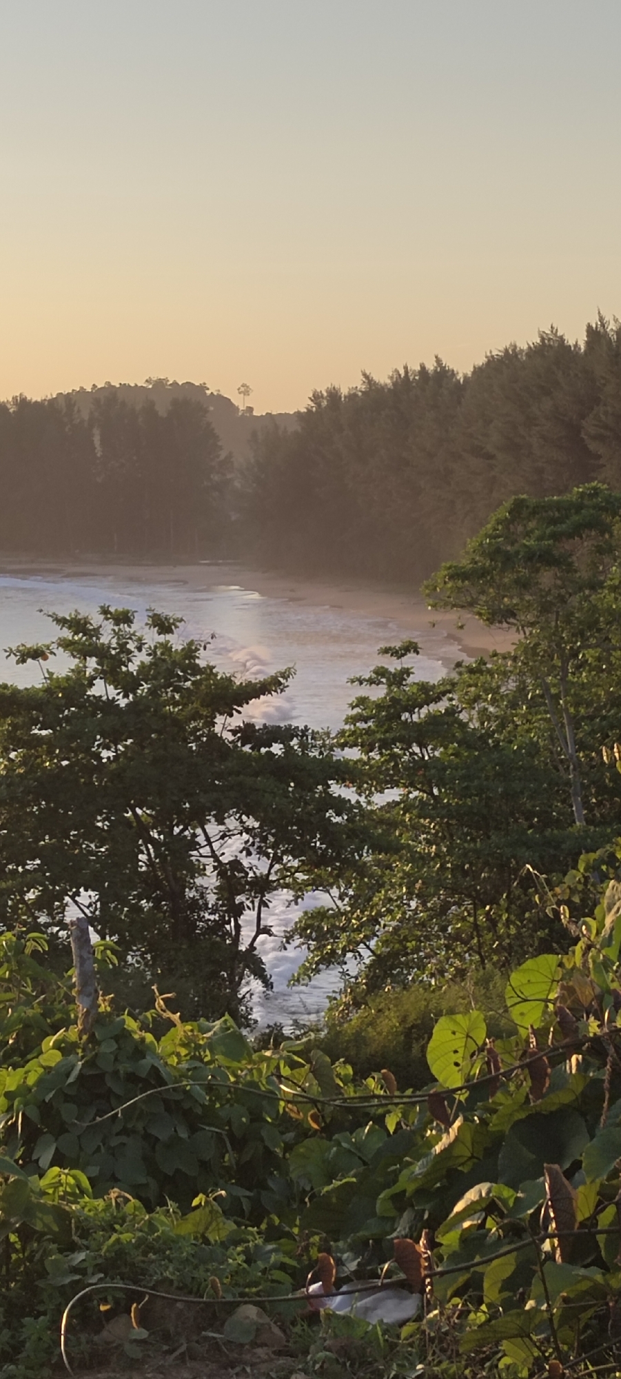 The image depicts a serene coastal landscape during a golden hour sunset. The foreground is filled with lush, dense green foliage, including large leaves and vines, with some dried leaves and plant matter scattered on the ground. A slender, weathered wooden post is visible on the left side of the foreground.
Beyond the vegetation, a tranquil ocean stretches towards a sandy beach. Gentle waves are breaking on the shore, creating white foam that is illuminated by the warm light of the setting sun. The ocean surface appears slightly hazy, possibly due to mist or the atmospheric conditions of the sunset.
In the background, a dense line of dark green trees forms a natural barrier along the coastline. Further inland, rolling hills are visible, also covered in trees. A single, tall, slender tree stands out on the peak of one of the distant hills. The sky above is a soft gradient of pale yellow and orange, indicative of sunset. The overall impression is one of natural beauty and peacefulness. There are no people or obvious human activity depicted in the image. The location is Crakmong, Indonesia.