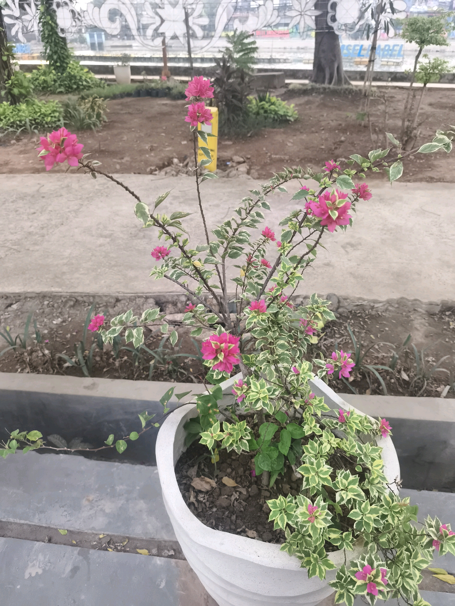 A potted Bougainvillea plant with pink and variegated green leaves is positioned in the foreground of the image. The plant is in a white, textured pot. Behind the pot, a concrete pathway is visible, with a small strip of soil containing some sparse greenery and fallen leaves. In the background, there are more trees and foliage, and a structure with white decorative elements overhead. A yellow pole is also visible in the mid-ground. The scene appears to be an outdoor public space, possibly a park or garden area within the city of Palembang, Indonesia, given the style of the ornamental structure and vegetation. There are no people or animals present in the image.