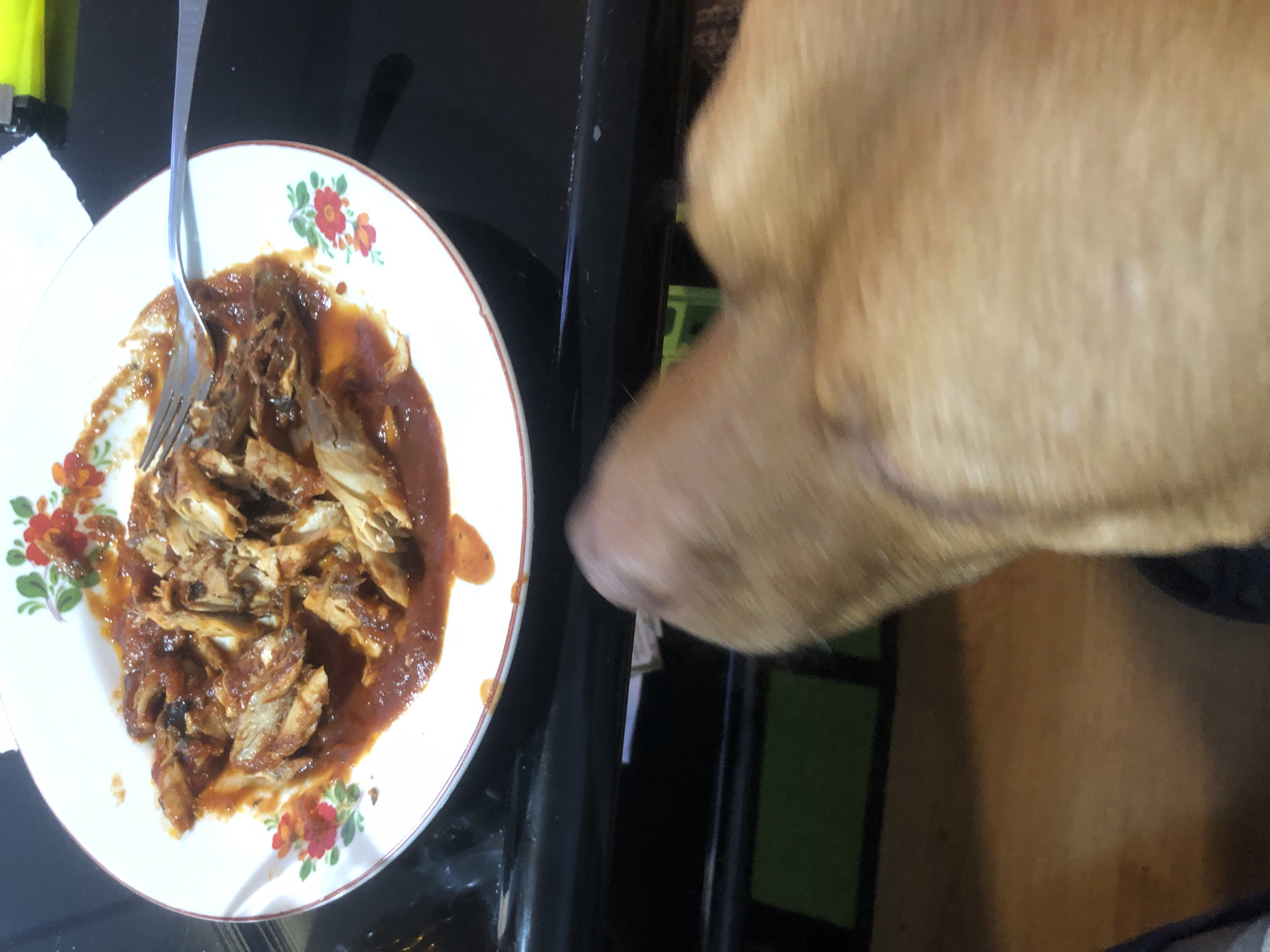 An overhead shot captures a close-up of a domestic scene featuring a plate of food and a dog. On the left, a white plate with a red and orange floral pattern along its rim holds a serving of shredded meat, possibly chicken or pork, generously coated in a rich, reddish-brown sauce that resembles BBQ sauce. A silver fork is upright, stuck into the center of the food, suggesting it's either in the process of being eaten or about to be.
To the right, a large, light brown or tan dog is prominently featured, with its head and snout very close to the edge of the plate, indicating a strong interest in the meal. The dog's fur is slightly blurry due to its proximity to the camera or movement, emphasizing its curious or anticipatory posture. The background consists of a dark, glossy surface, likely a table or countertop, with subtle reflections. A blurry green object is visible further back in the right background. The image is taken indoors under what appears to be artificial lighting. No text is visible in the frame.