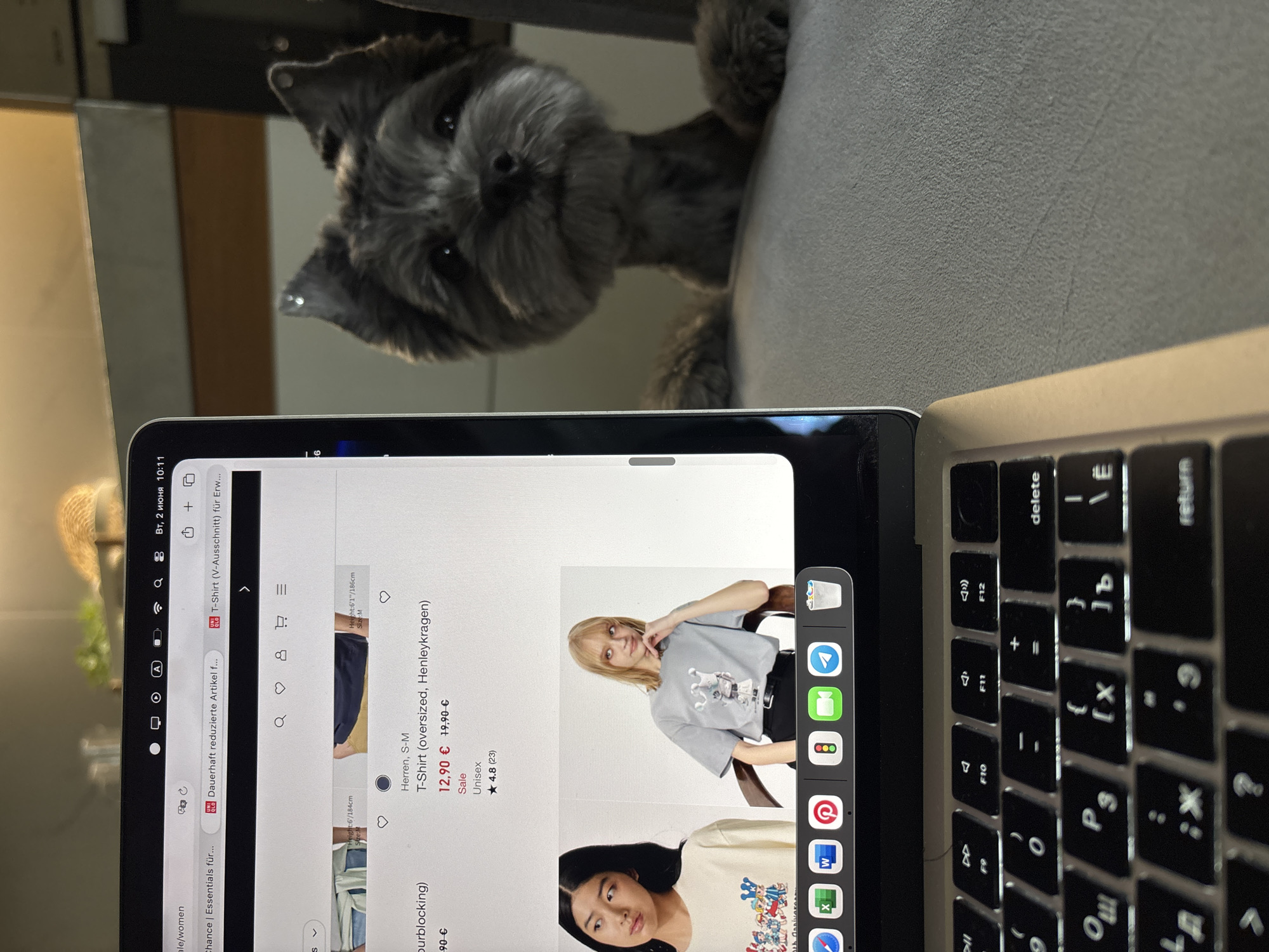 A small, dark-furred dog, resembling a Miniature Schnauzer or terrier type, peeks curiously over a light grey surface, likely a chair back or sofa, looking directly at the camera. In the foreground, a silver laptop is open, displaying an online clothing store website. The screen shows two female models showcasing t-shirts. The top model, with blonde hair, wears a light grey t-shirt, while the bottom model, with dark hair, wears a cream-colored t-shirt.
The web browser's tabs indicate browsing history related to "Essentials" and "Dauerhaft reduzierte Artikel" (permanently reduced items), with one tab showing the Uniqlo logo. Product details visible on the screen are for a "T-Shirt (oversized, Henleykragen)" in "Herren, S-M" (men's, S-M), priced at "12,90 €" reduced from "19,90 €", marked as "Sale" and "Unisex" with a "★4.8 (23)" rating. Other details like "Height:6'1"/186cm Size M" are also visible.
The laptop's system clock in the top left corner displays "Вт, 2 июня 10:11" (Tuesday, June 2, 10:11 AM), which aligns with the given location context of Chaikovsky, Russia. A dock or taskbar is visible on the right side of the screen, featuring icons for applications such as Telegram, FaceTime, Pinterest, Microsoft Word, and Excel. Part of the laptop's keyboard, showing QWERTY layout keys with Cyrillic sub-markings (e.g., for "P3", "X", "delete", "return", "F9-F12"), is visible on the right. The overall setting appears to be indoors, with the dog observing the activity at the laptop.