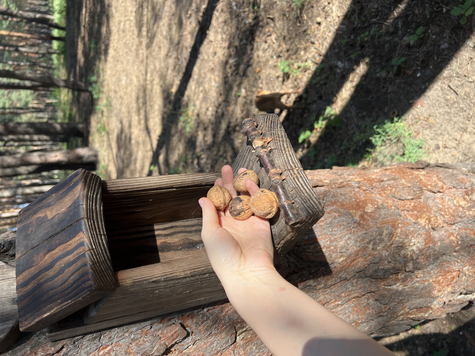 A close-up shot captures a human hand, holding a cluster of five walnuts, extended towards a wooden birdhouse attached to a tree. The birdhouse, constructed from weathered wood with a sloped roof, is mounted on the rough, textured bark of a pine tree. The hand, with fair skin and visible veins, is positioned to the left of the birdhouse, with the walnuts nestled in its palm and fingers. Some of the walnuts are resting on the edge of the birdhouse's feeding platform. In the background, a blurred forest floor with dry pine needles and patches of green foliage is visible. Sunlight casts dappled shadows across the scene. Further in the background, out of focus, a small brown animal, possibly a dog, can be seen standing. The location is described as Unknown, Unknown.